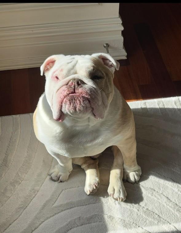 Duke, a Adoptable English Bulldog in Belmar, NJ image 1/5