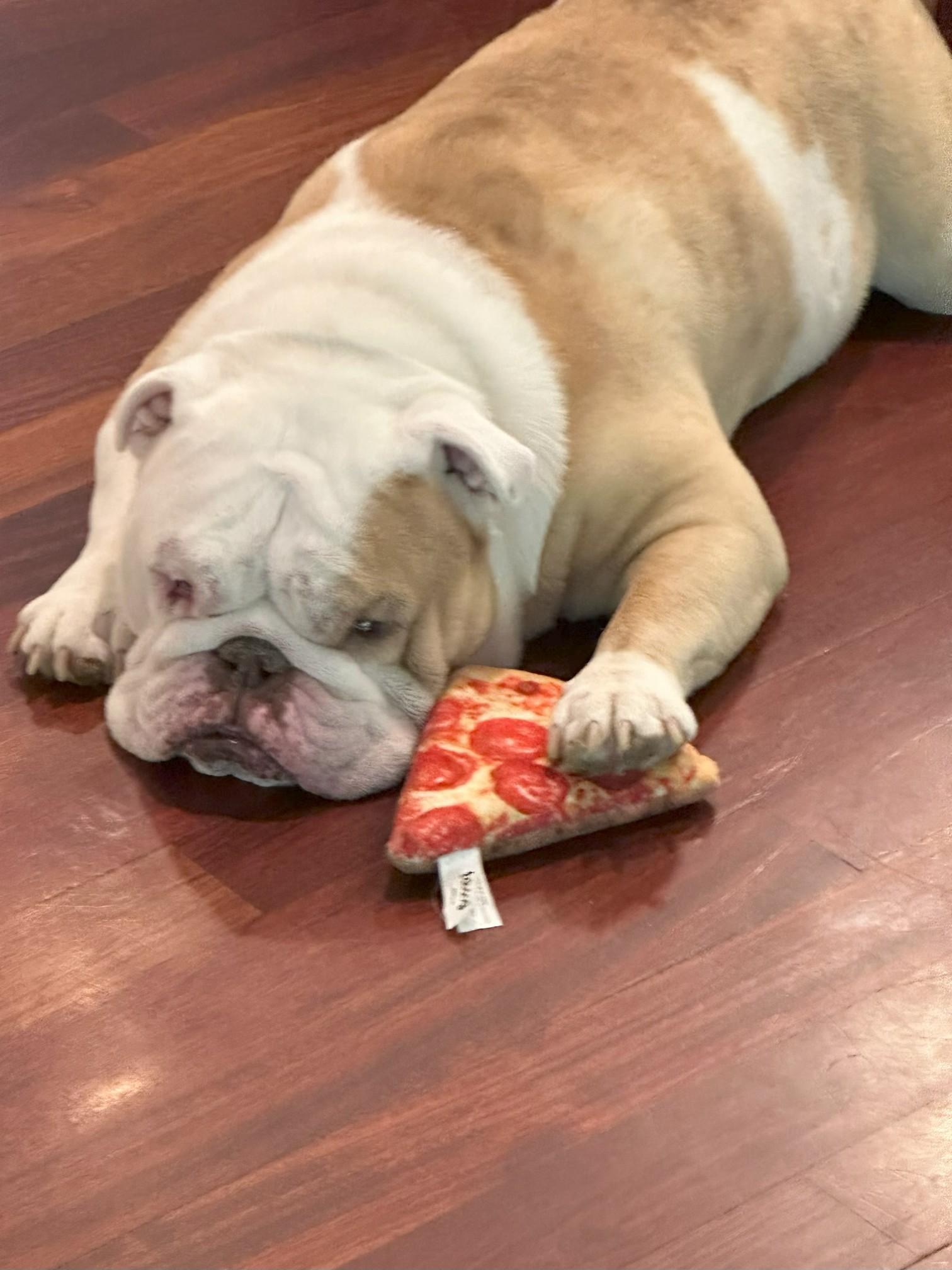 Duke, a Adoptable English Bulldog in Belmar, NJ image 2/5