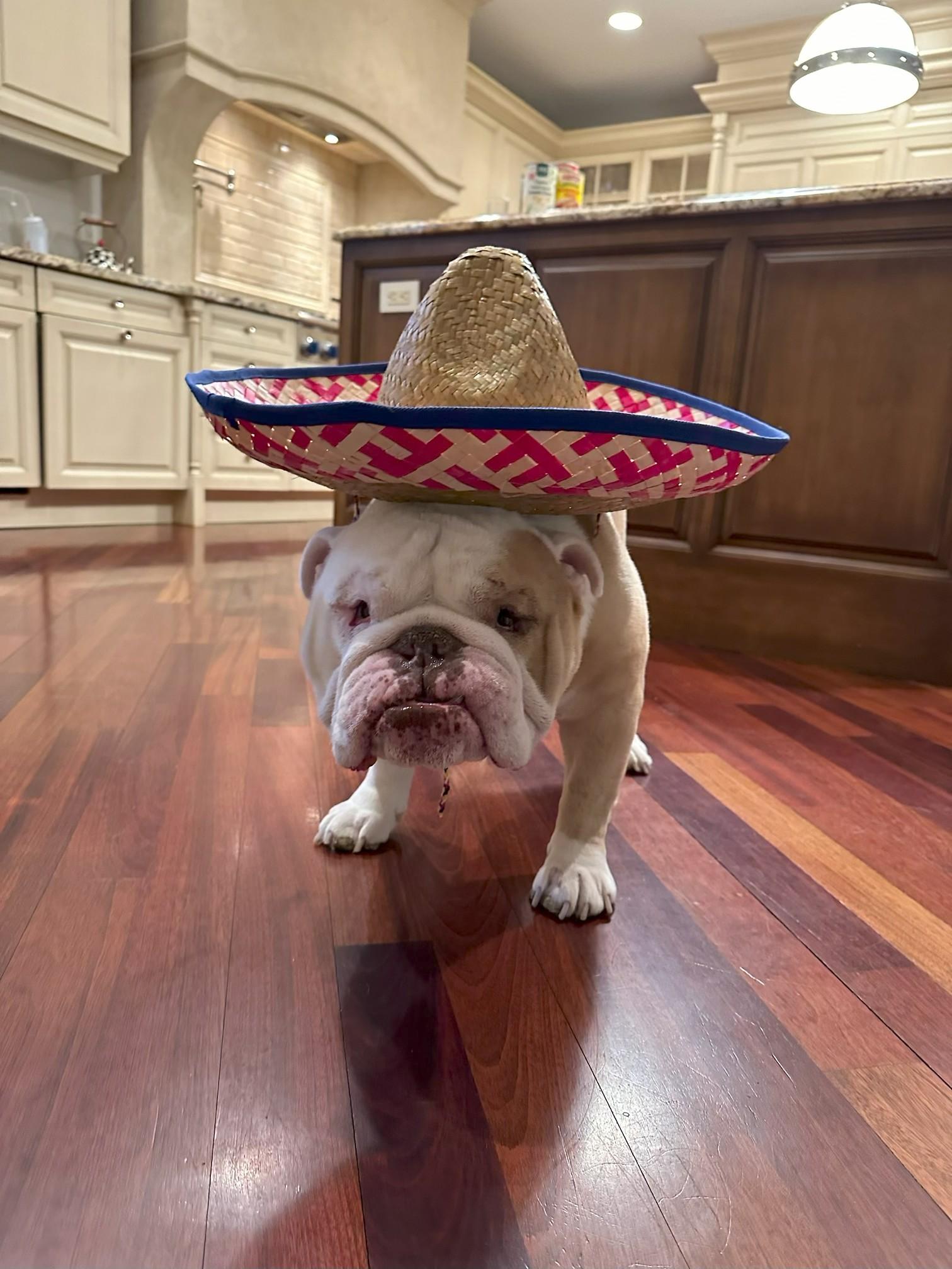 Duke, a Adoptable English Bulldog in Belmar, NJ image 3/5