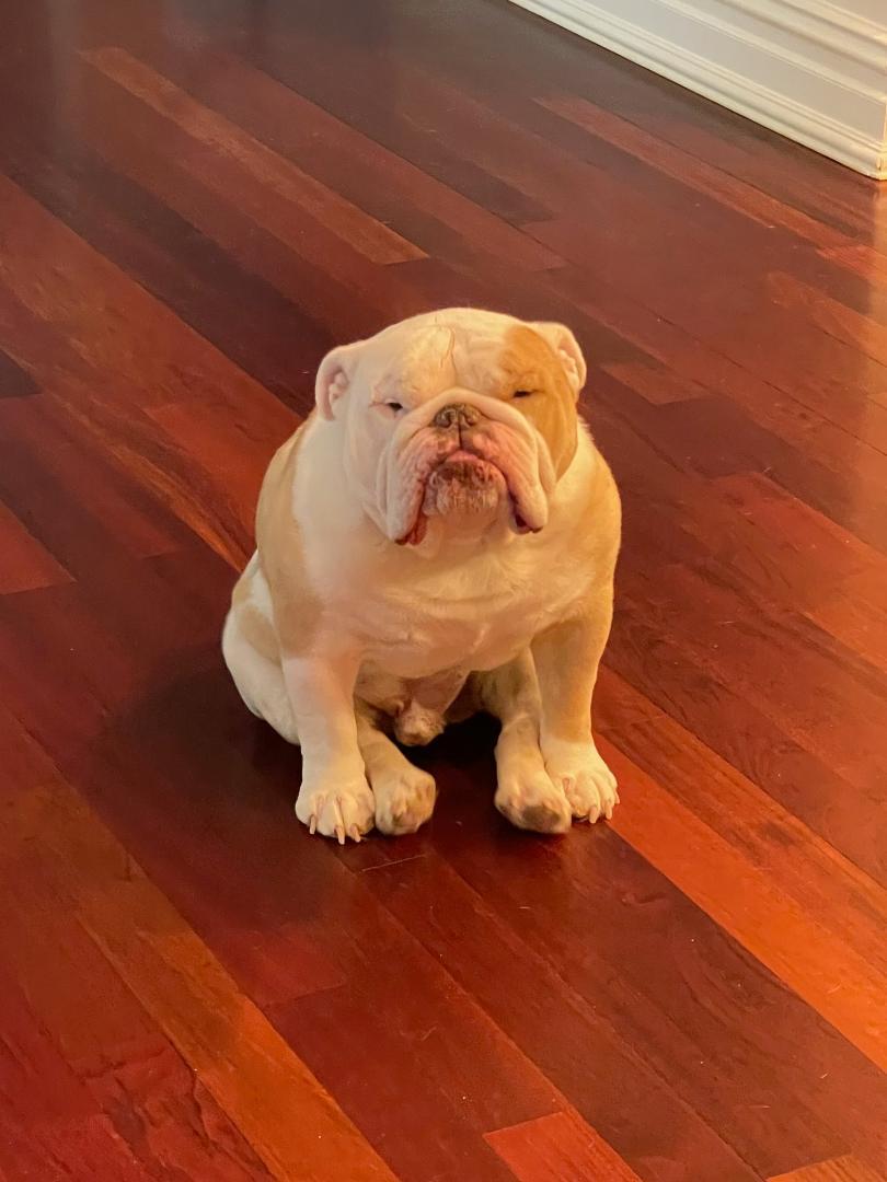 Duke, a Adoptable English Bulldog in Belmar, NJ image 5/5