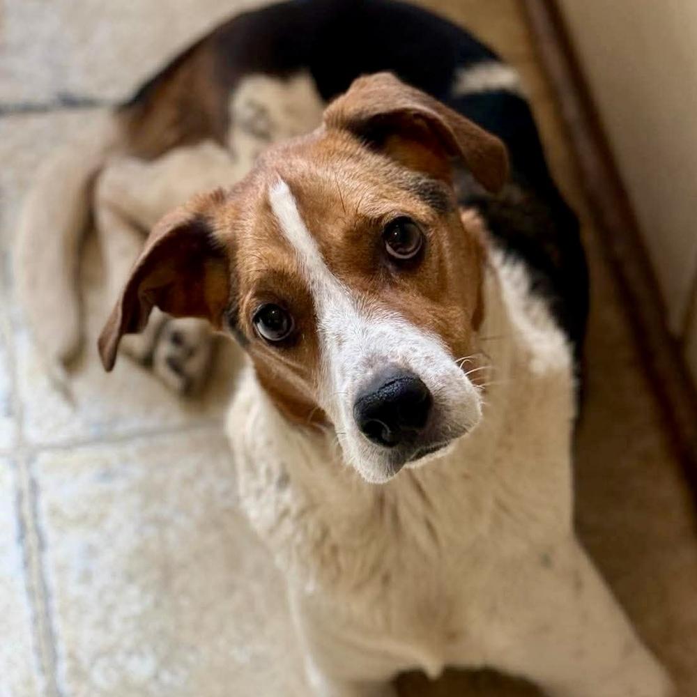 Monty, Adoptable, Adult Male Mixed Breed.