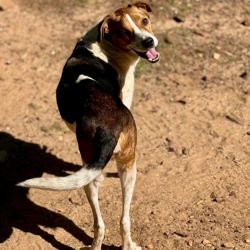 Enlarge Monty, a Adoptable mixed breed in Long Island City, NY image 2/6
