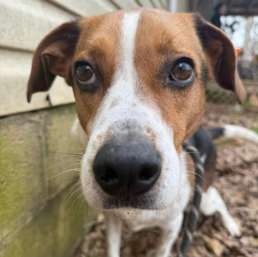 Enlarge Monty, a Adoptable mixed breed in Long Island City, NY image 3/6