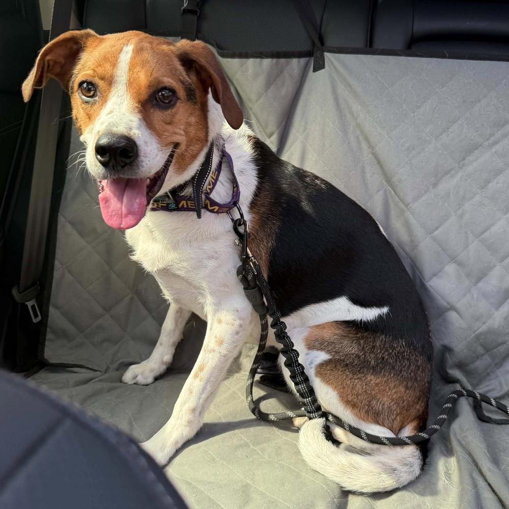 Enlarge Monty, a Adoptable mixed breed in Long Island City, NY image 5/6