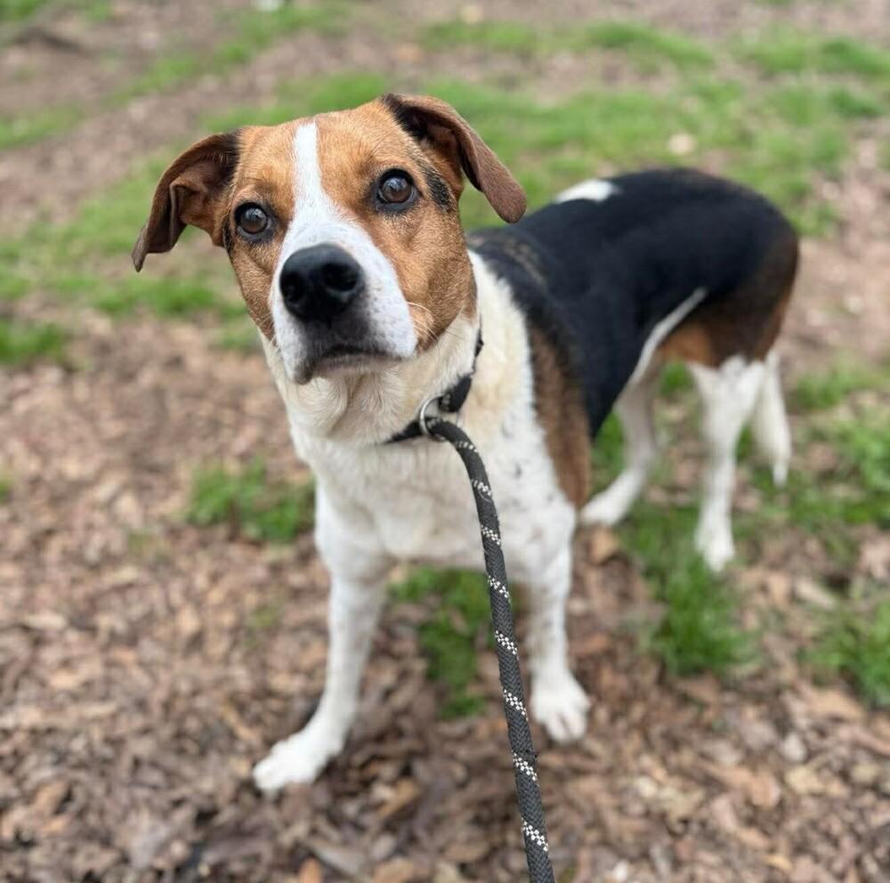 Enlarge Monty, a Adoptable mixed breed in Long Island City, NY image 6/6