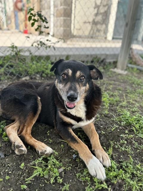 Enlarge TOBIAS, a Adoptable German Shepherd Dog in Corpus Christi, TX image 1/1