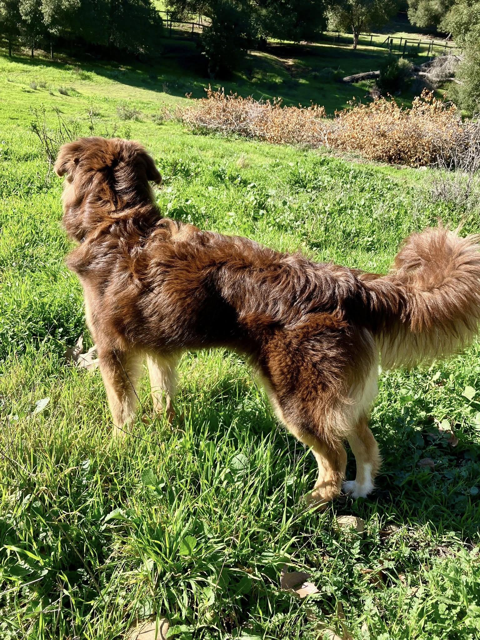 Molly, a Adoptable Australian Shepherd in Paso Robles, CA image 1/3