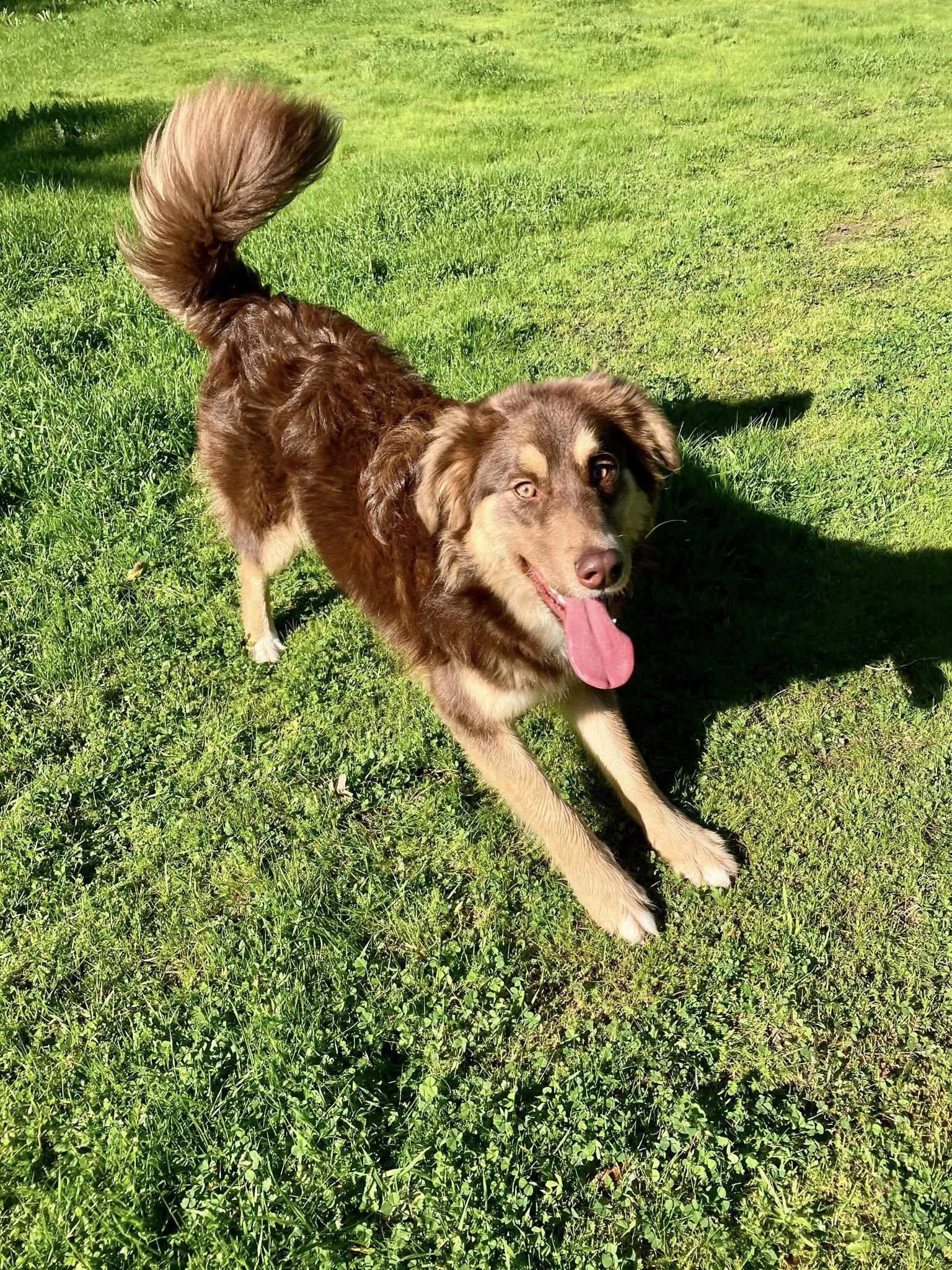 Molly, a Adoptable Australian Shepherd in Paso Robles, CA image 2/3