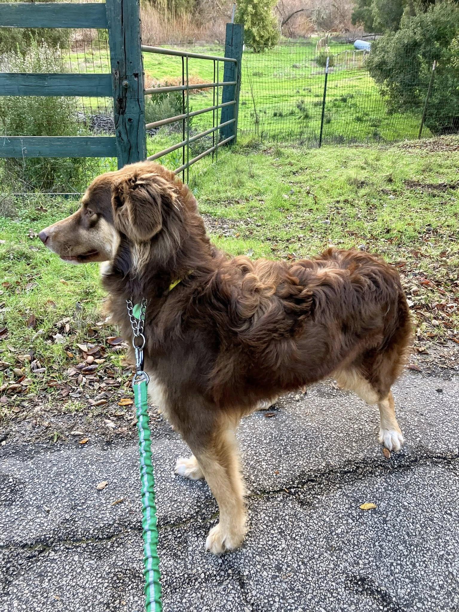 Molly, a Adoptable Australian Shepherd in Paso Robles, CA image 3/3