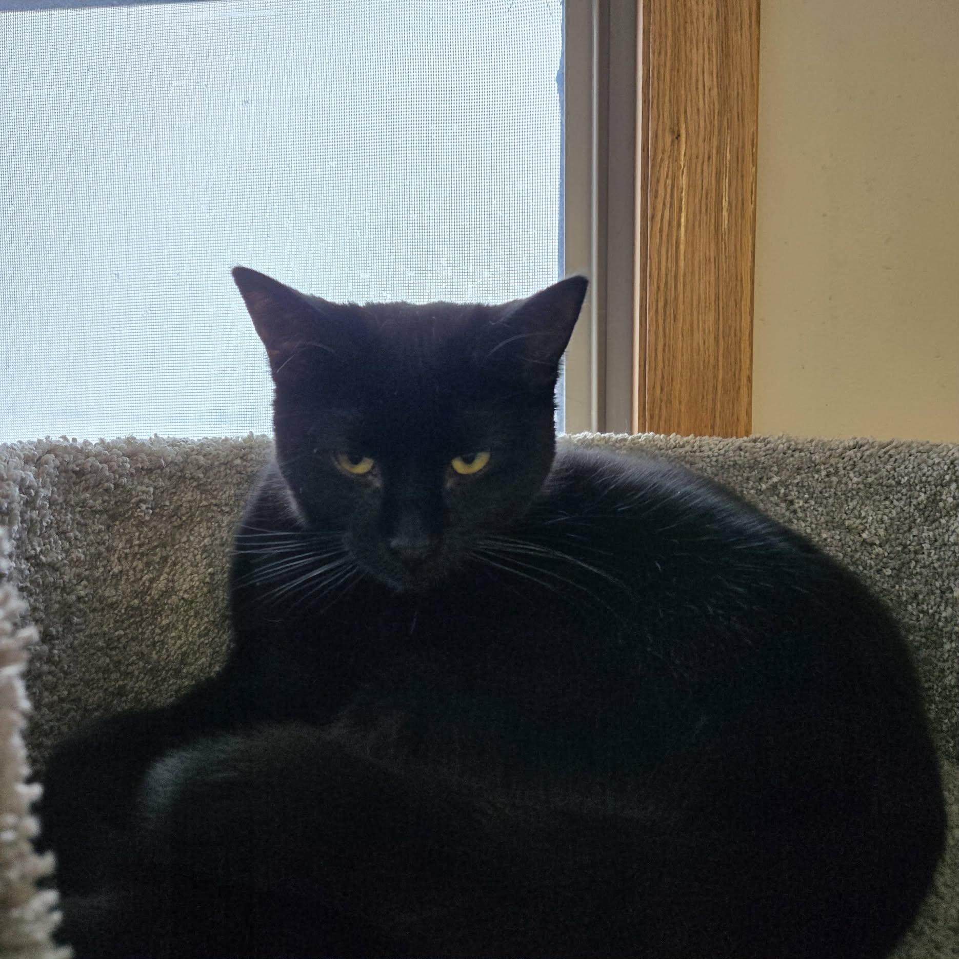 Enlarge Eugene, an adopted Domestic Short Hair in West Branch, MI image 1/2