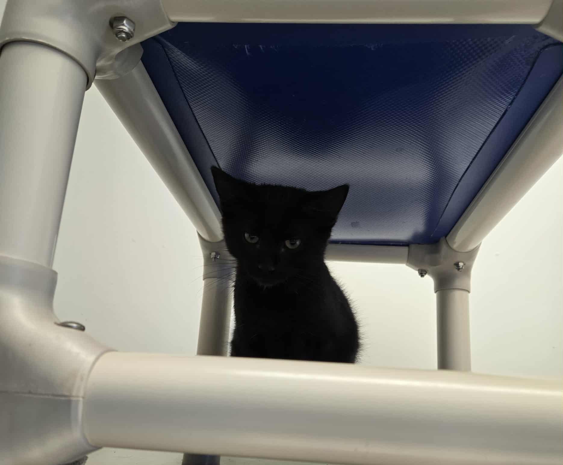 Eugene, Adoptable, Kitten Male Domestic Short Hair.