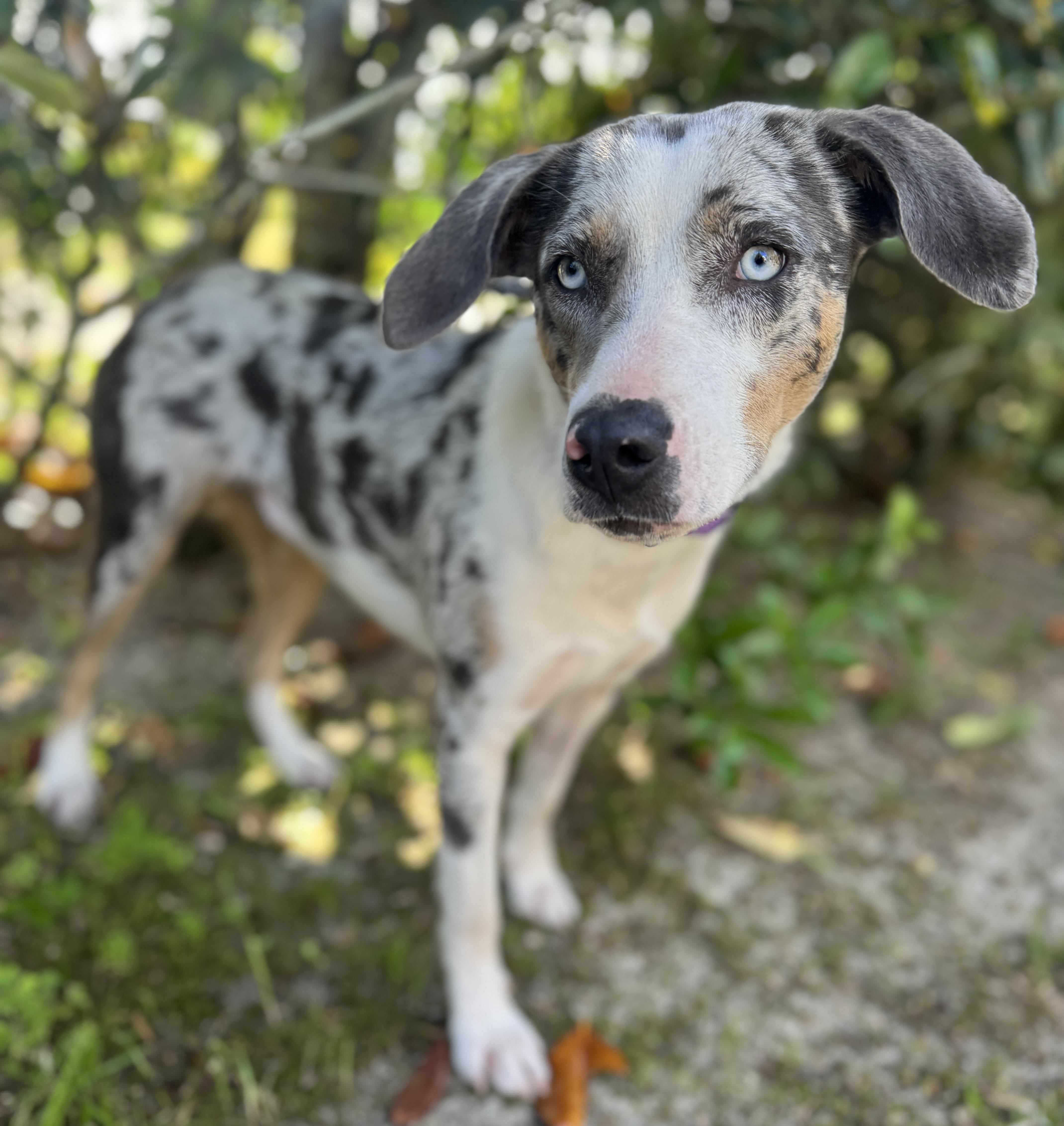 Telly, a ADOPTABLE mixed breed in Navarre, FL image 2/4