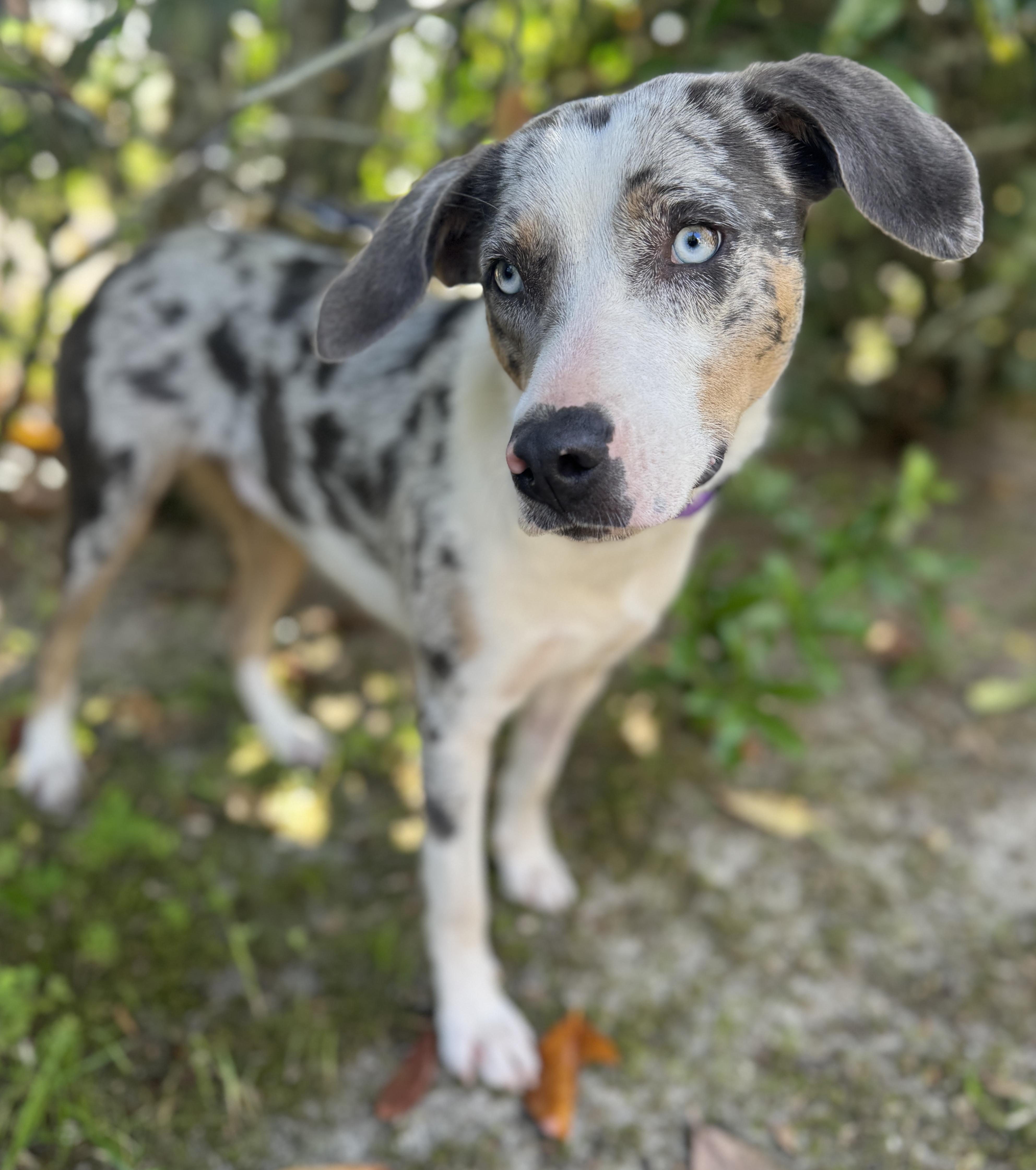 Telly, a ADOPTABLE mixed breed in Navarre, FL image 3/4
