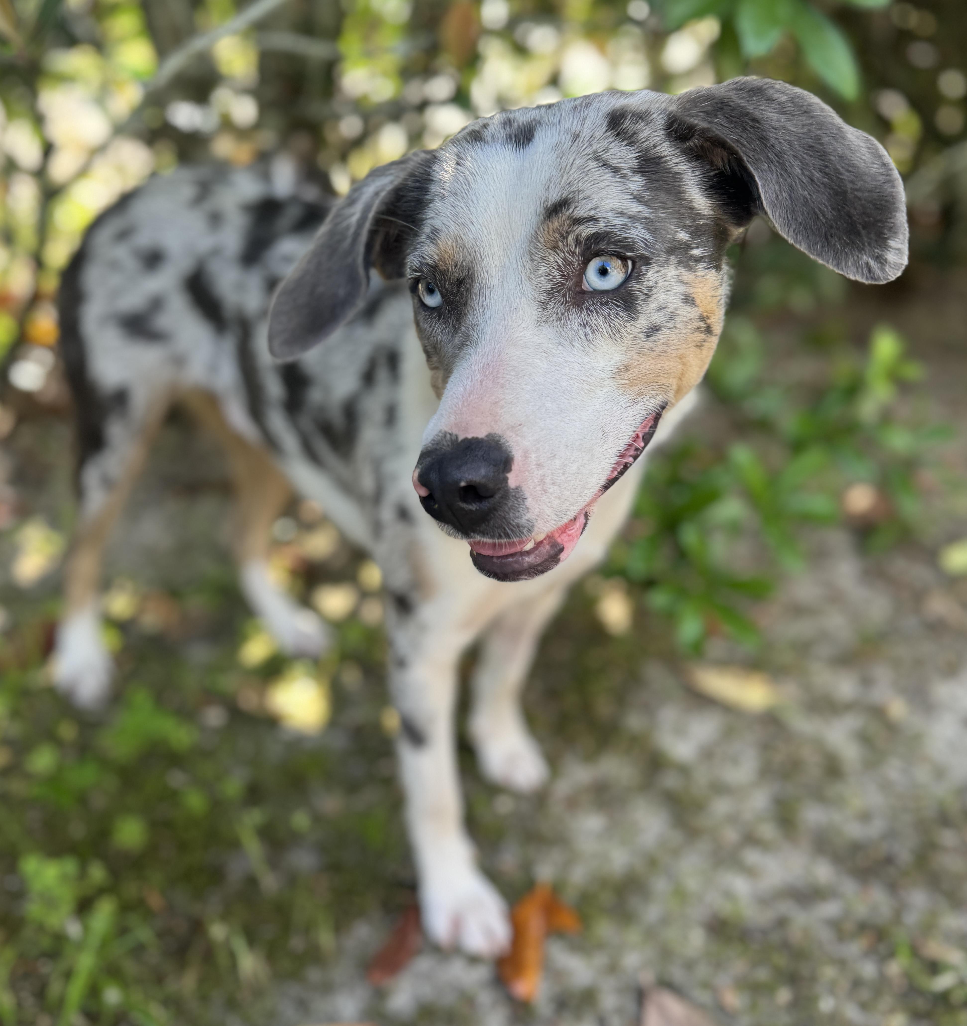 Telly, ADOPTABLE, Young Female Catahoula Leopard Dog & Australian Shepherd.