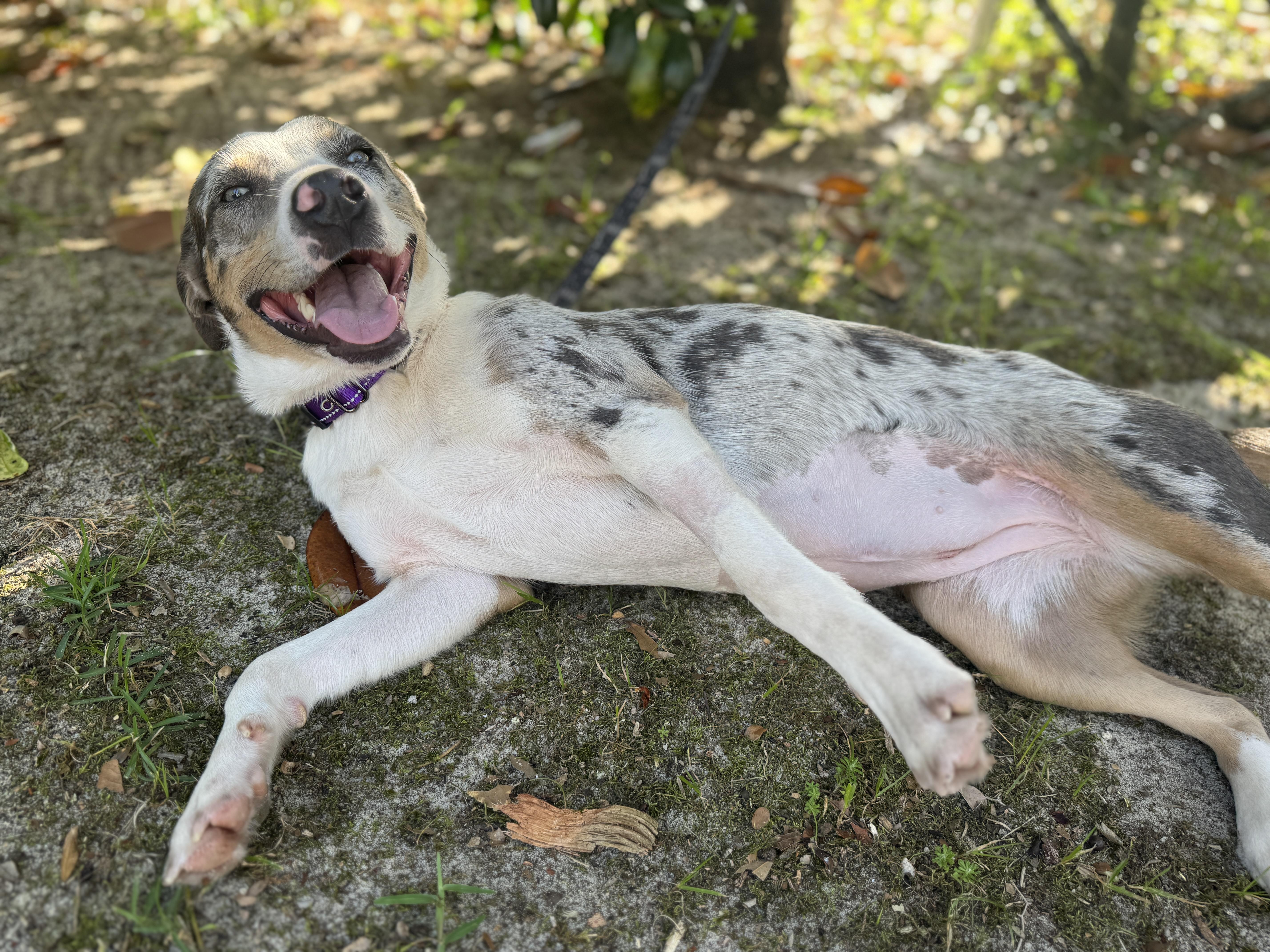 Telly, a ADOPTABLE mixed breed in Navarre, FL image 4/4