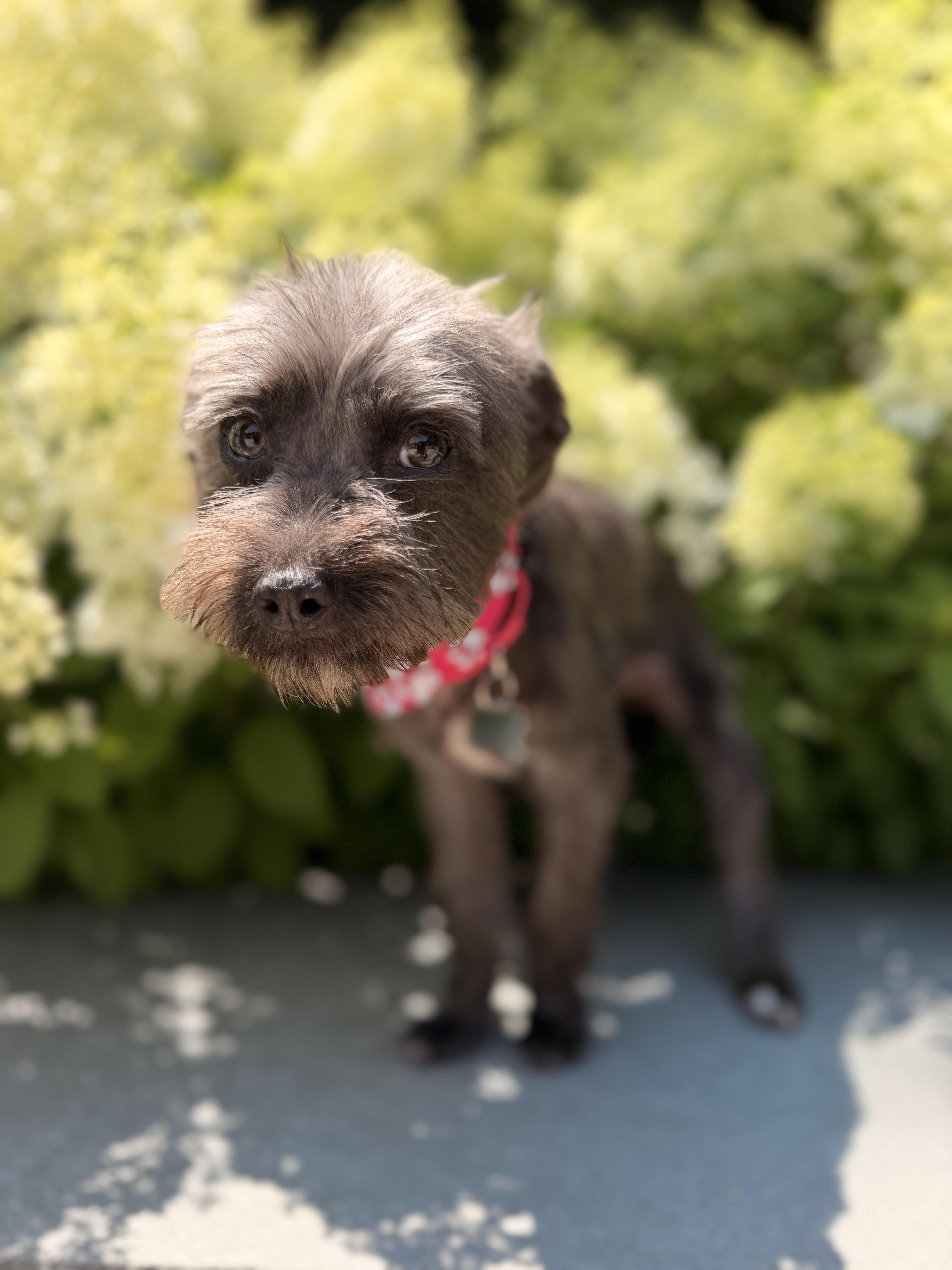 Enlarge Ariel, an adopted Schnoodle in Thornwood, NY image 2/5