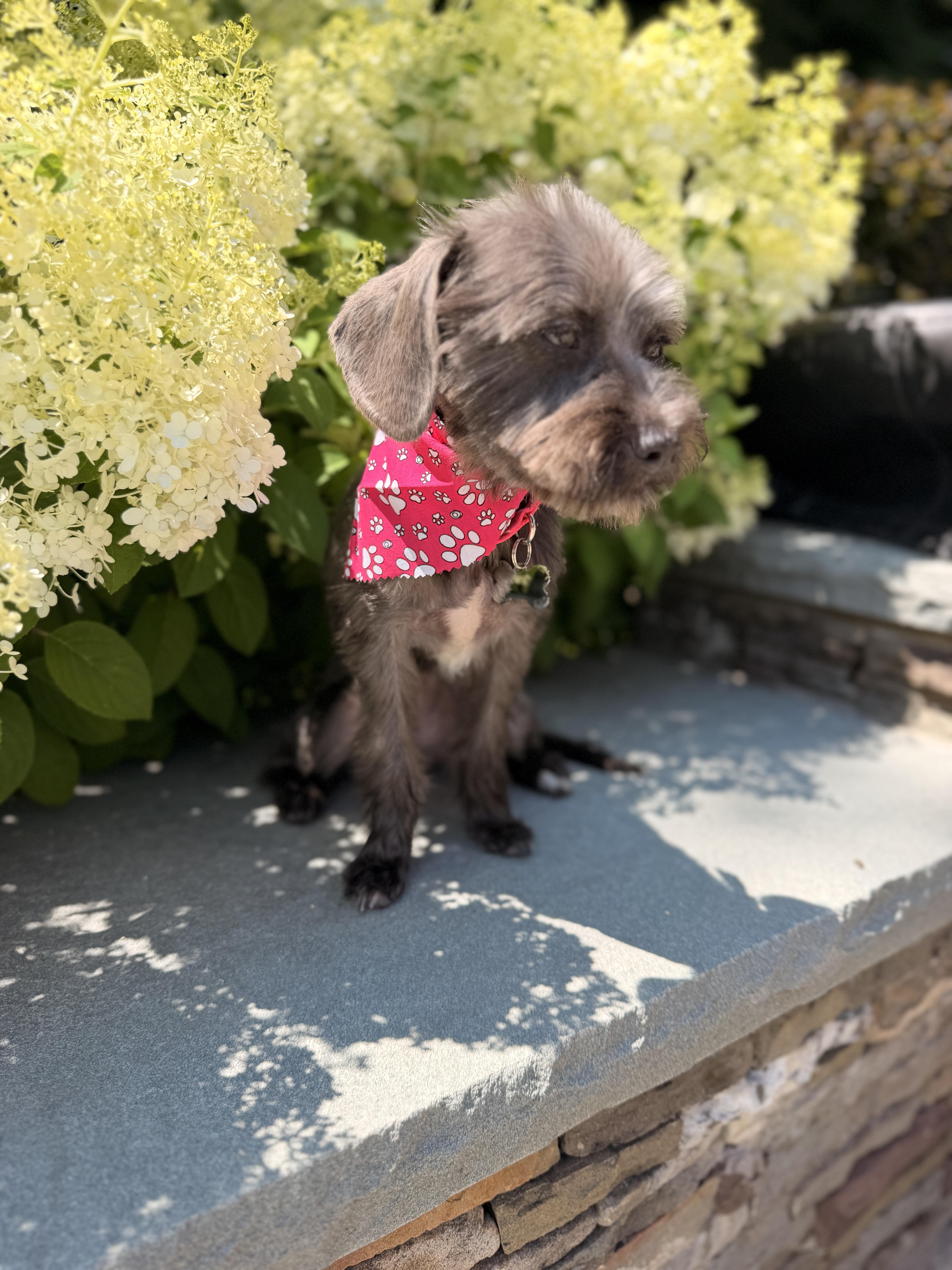 Enlarge Ariel, an adopted Schnoodle in Thornwood, NY image 1/5