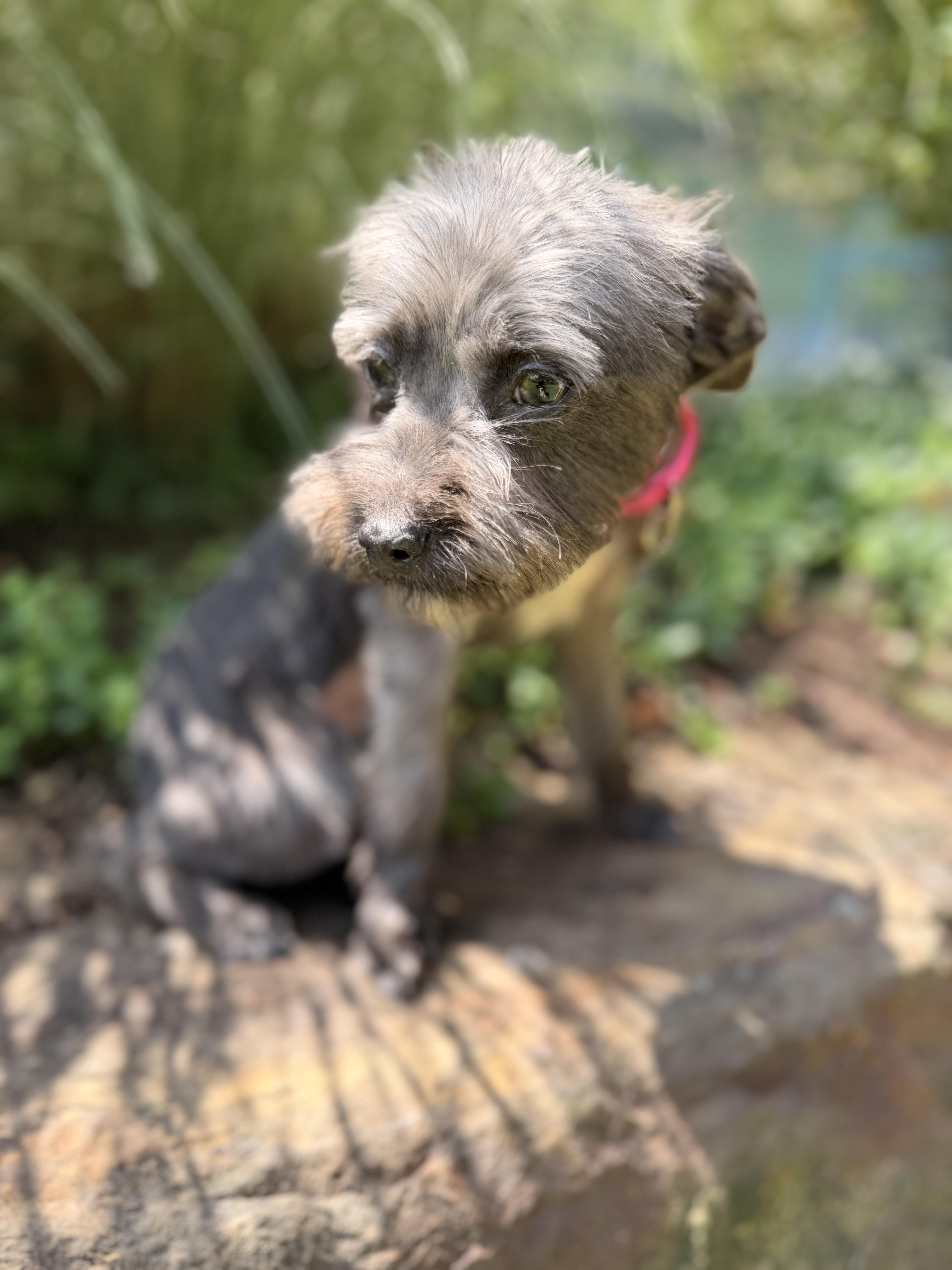 Enlarge Ariel, an adopted Schnoodle in Thornwood, NY image 5/5