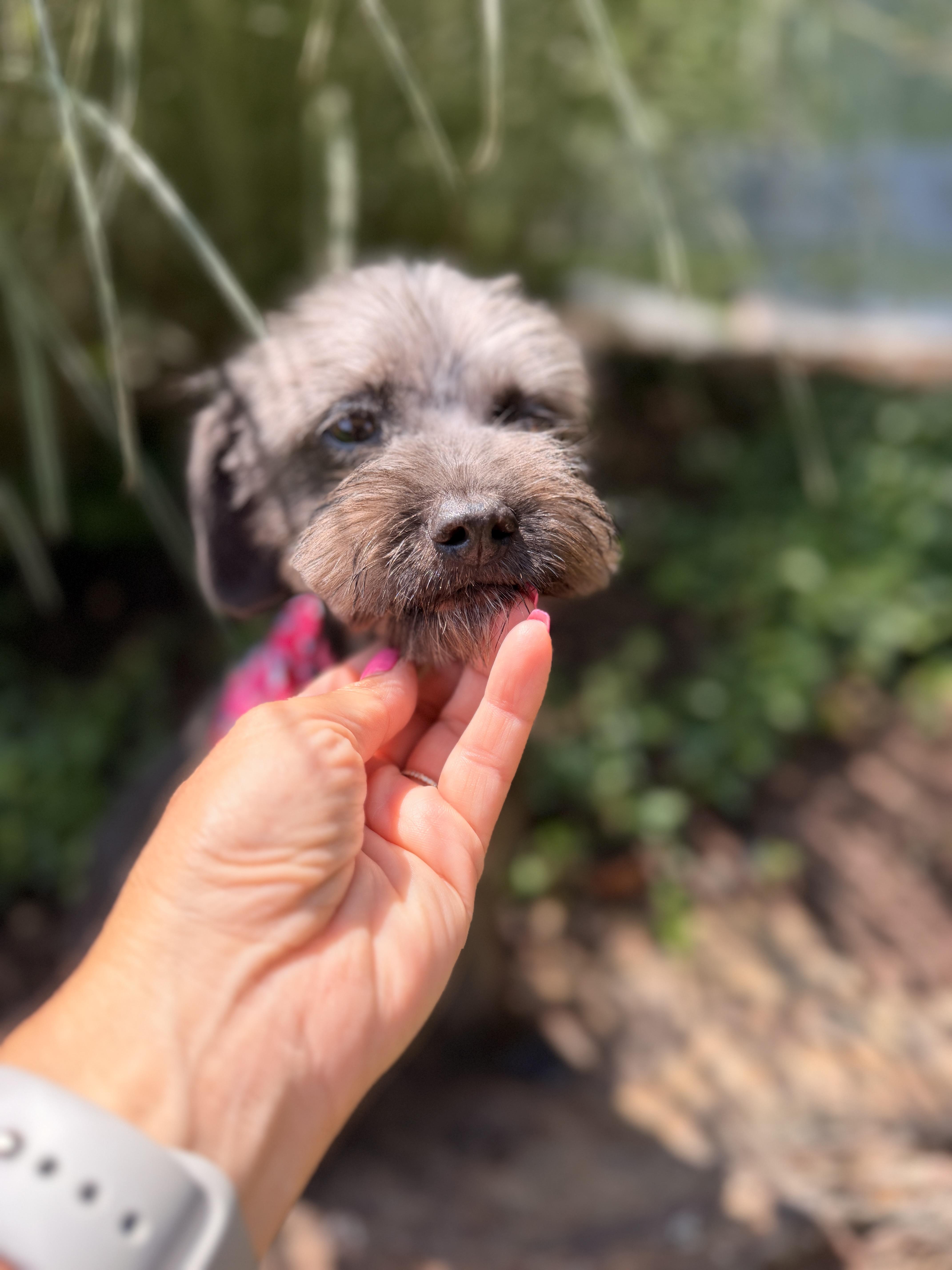 Enlarge Ariel, an adopted Schnoodle in Thornwood, NY image 3/5