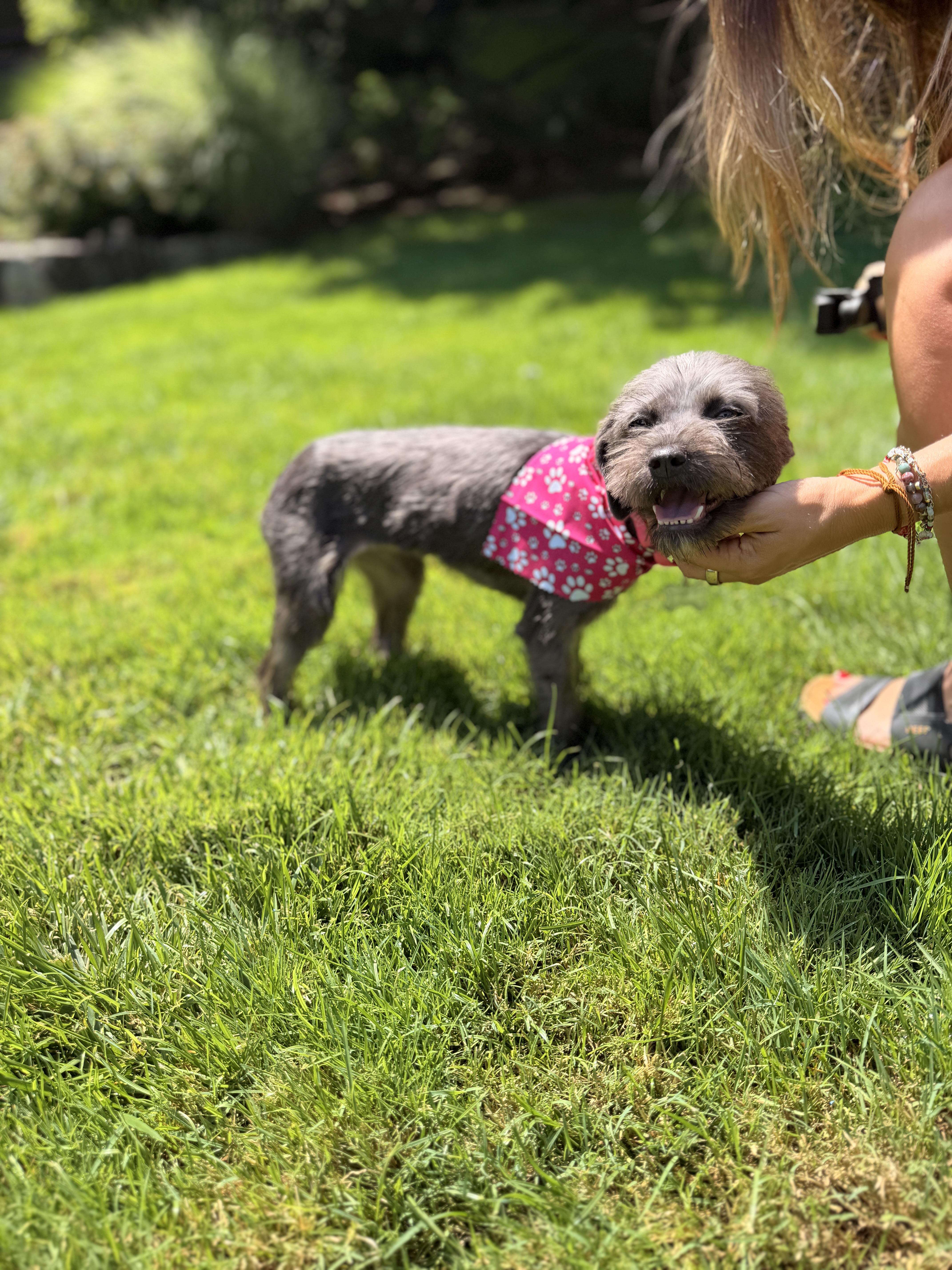 Enlarge Ariel, an adopted Schnoodle in Thornwood, NY image 4/5