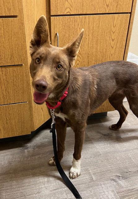 Red Foxx, Adoptable, Adult Female Australian Kelpie.