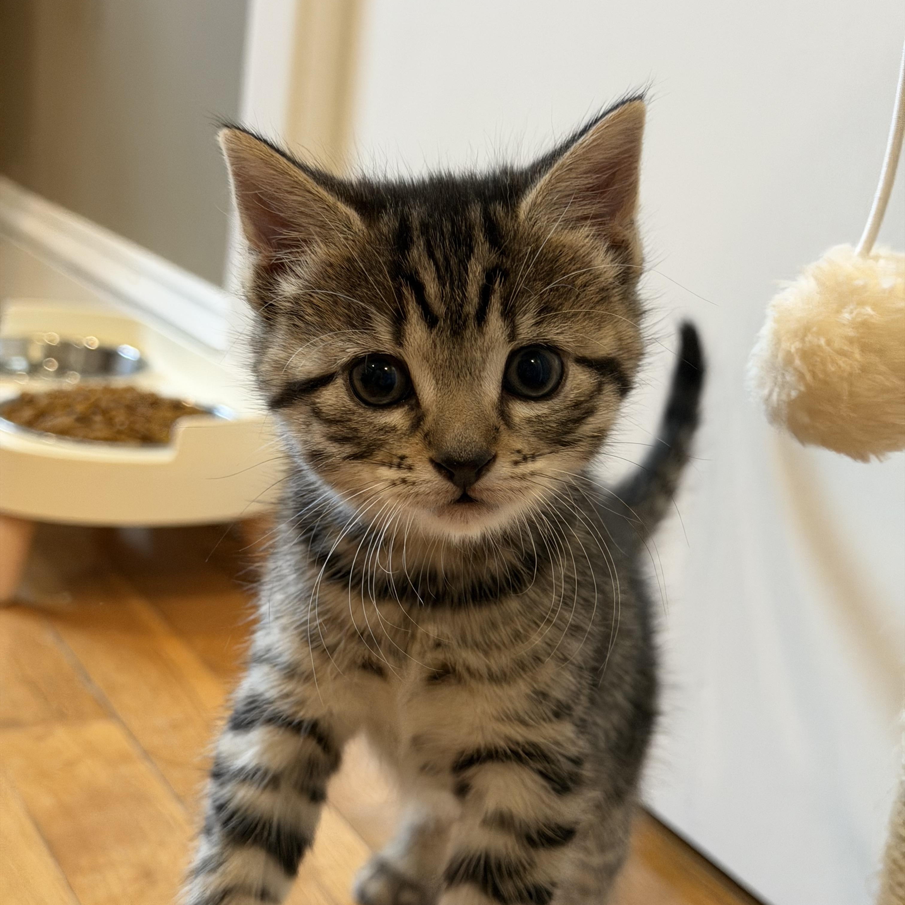 Ivy & Poppy , adoptable, Kitten Female Domestic Short Hair.