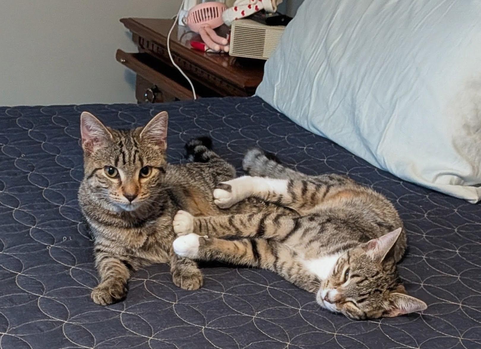 Ivy & Poppy , adoptable, Kitten Female Domestic Short Hair.