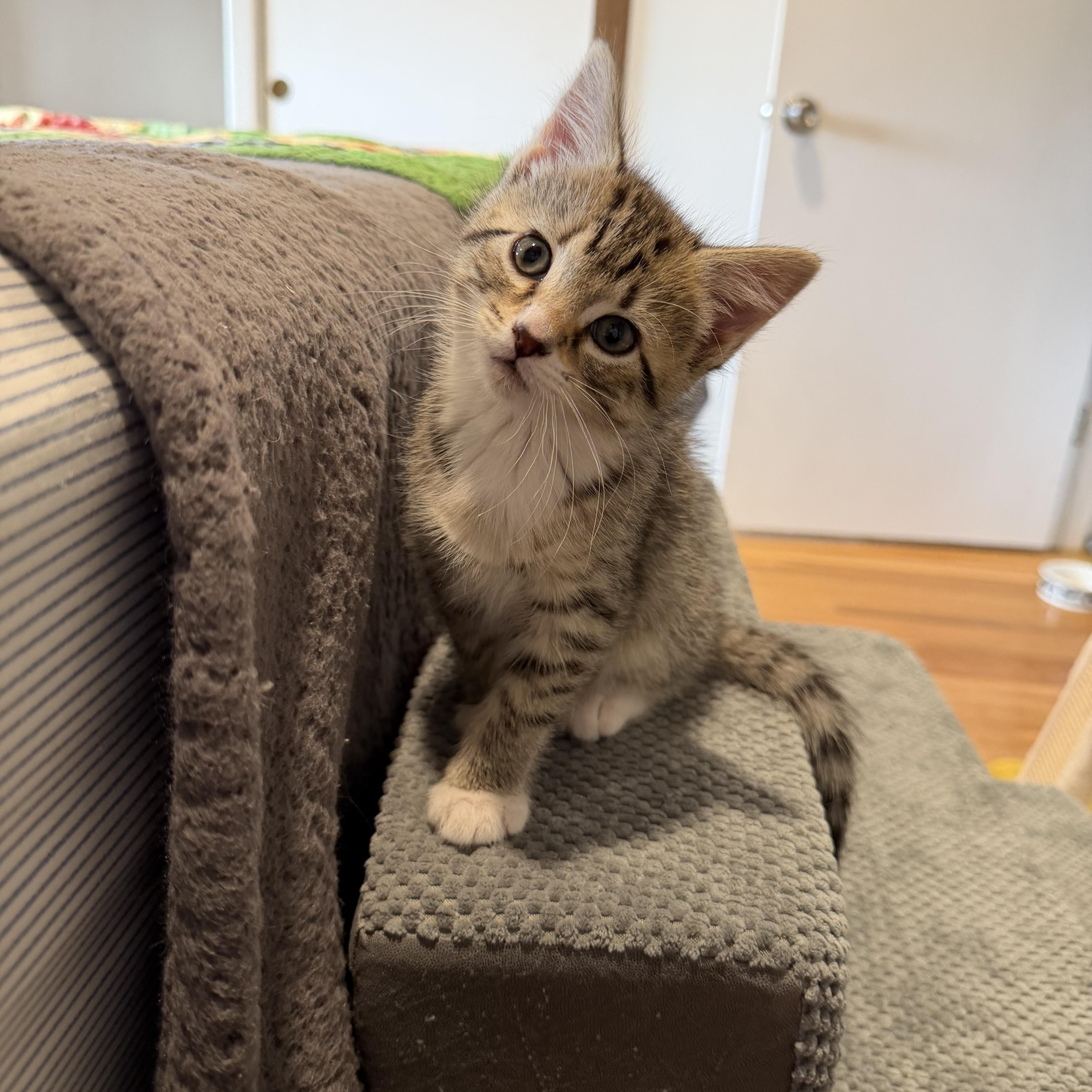 Ivy & Poppy , an adoptable Domestic Short Hair in Acushnet, MA image 4/6