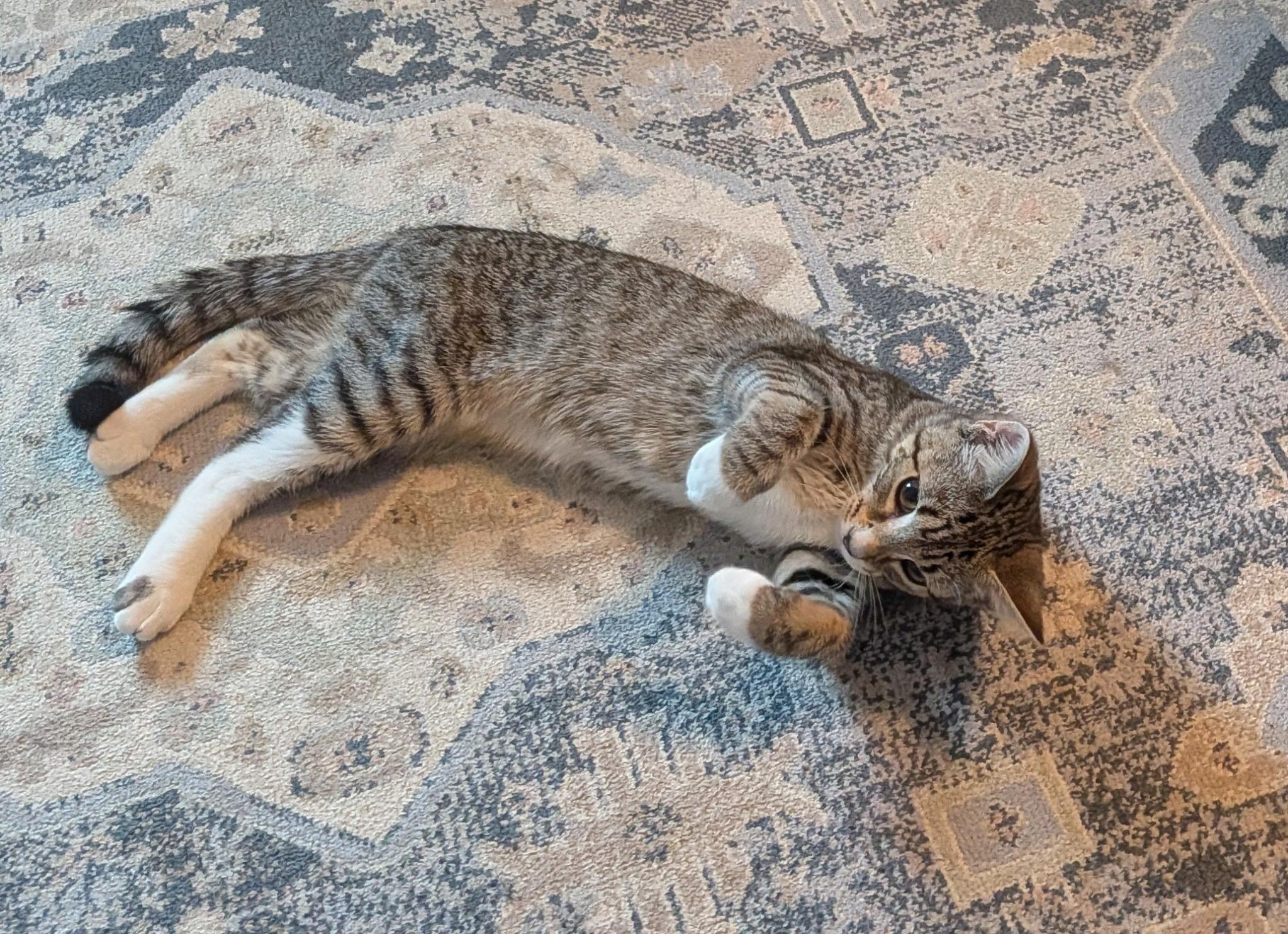 Enlarge Ivy & Poppy , an adoptable Domestic Short Hair in Acushnet, MA image 5/6