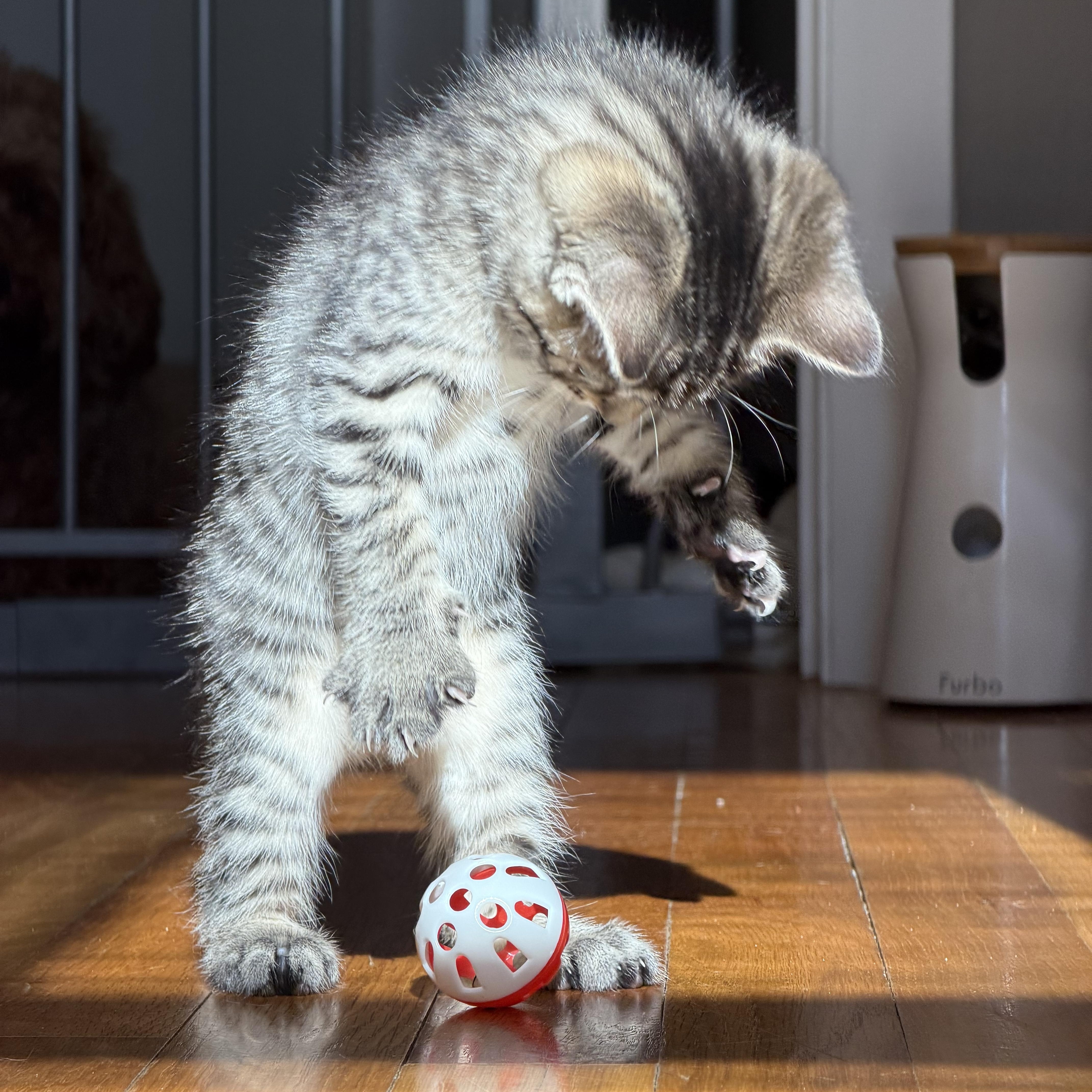 Ivy & Poppy , an adoptable Domestic Short Hair in Acushnet, MA image 3/6