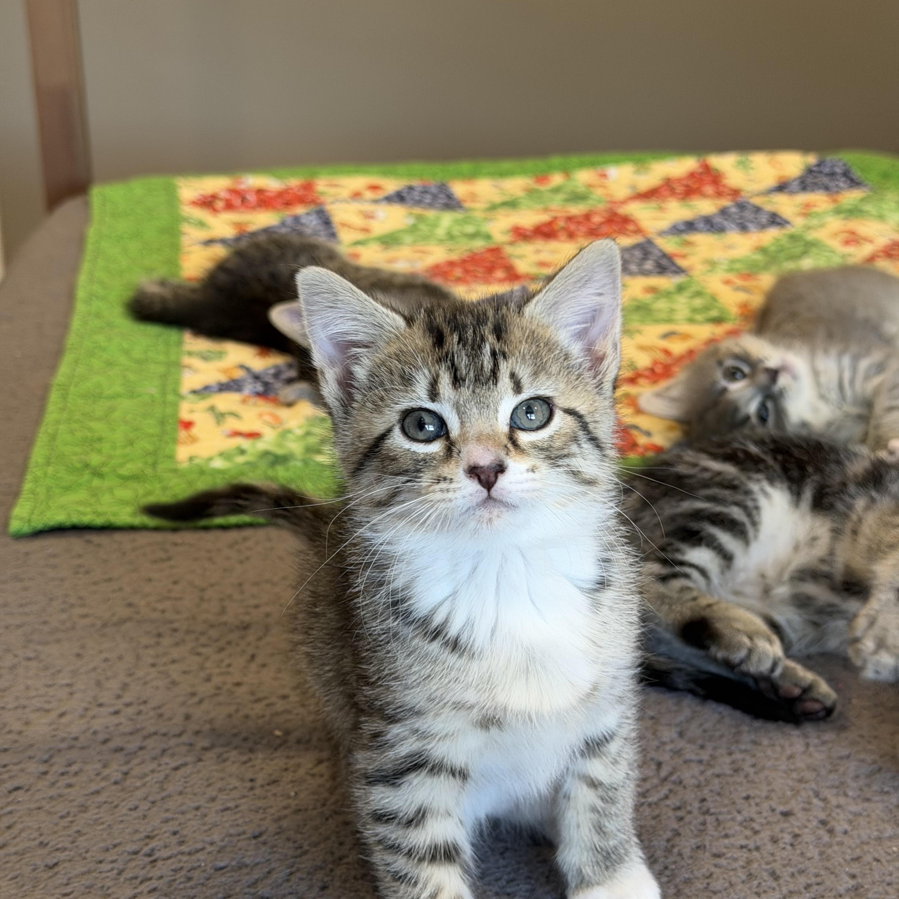 Ivy & Poppy , an adoptable Domestic Short Hair in Acushnet, MA image 5/6