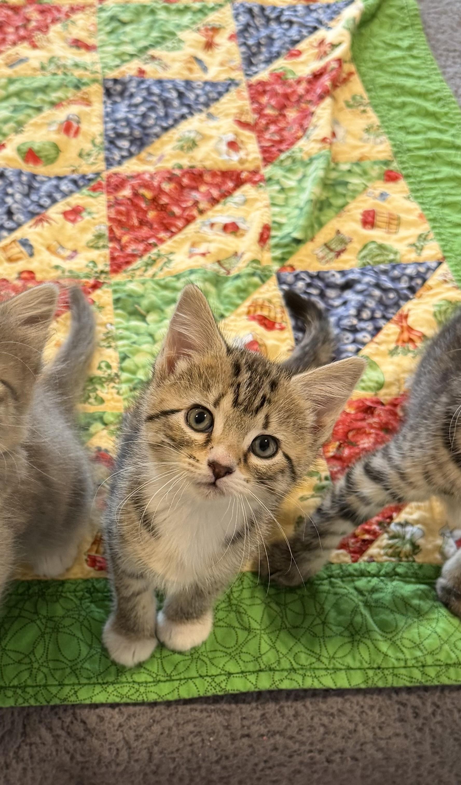 Ivy & Poppy , an adoptable Domestic Short Hair in Acushnet, MA image 6/6