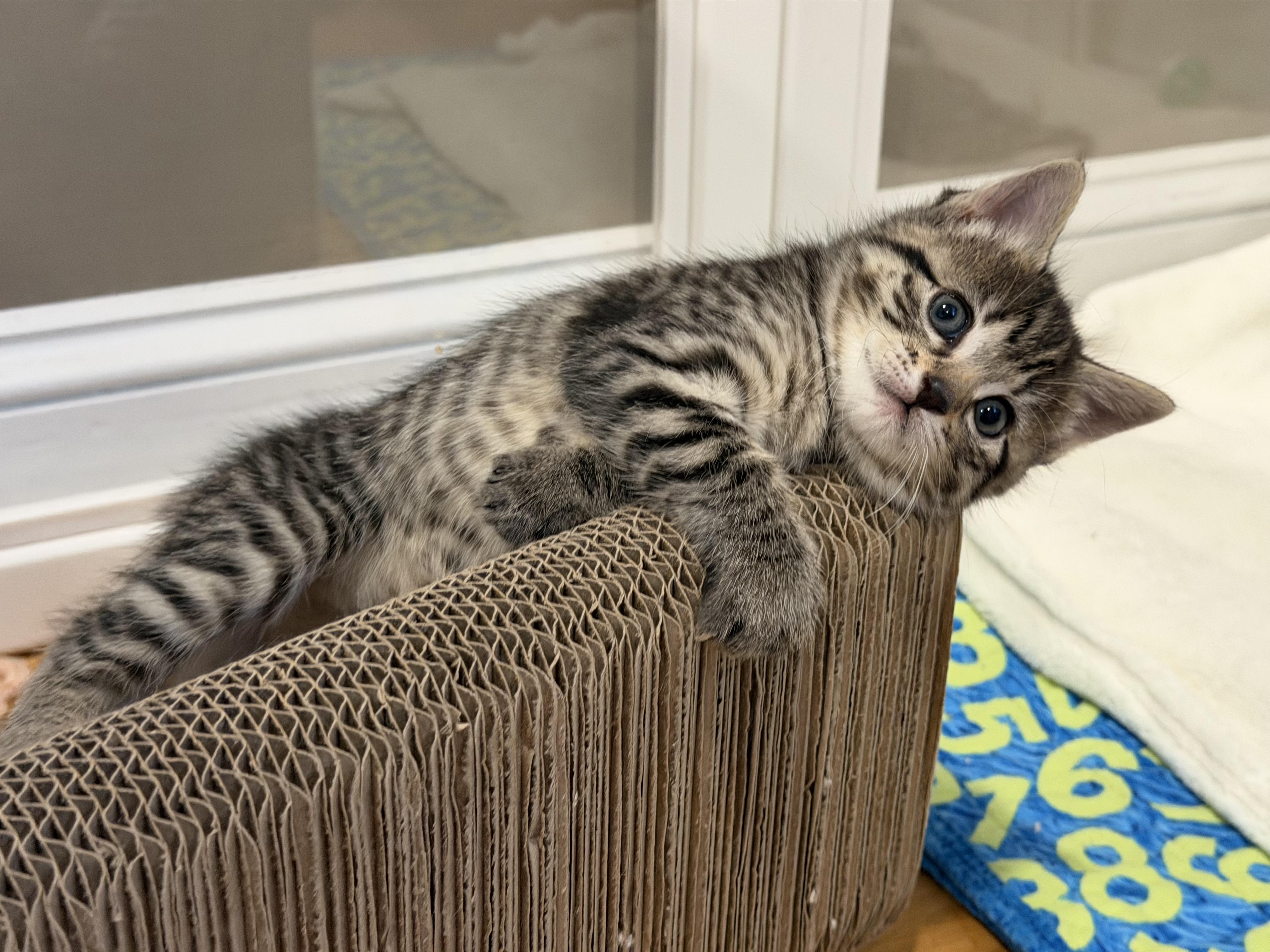 Ivy & Poppy , an adoptable Domestic Short Hair in Acushnet, MA image 2/6