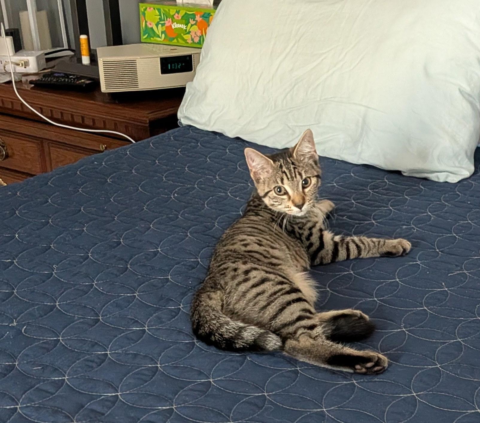 Enlarge Ivy & Poppy , an adoptable Domestic Short Hair in Acushnet, MA image 6/6