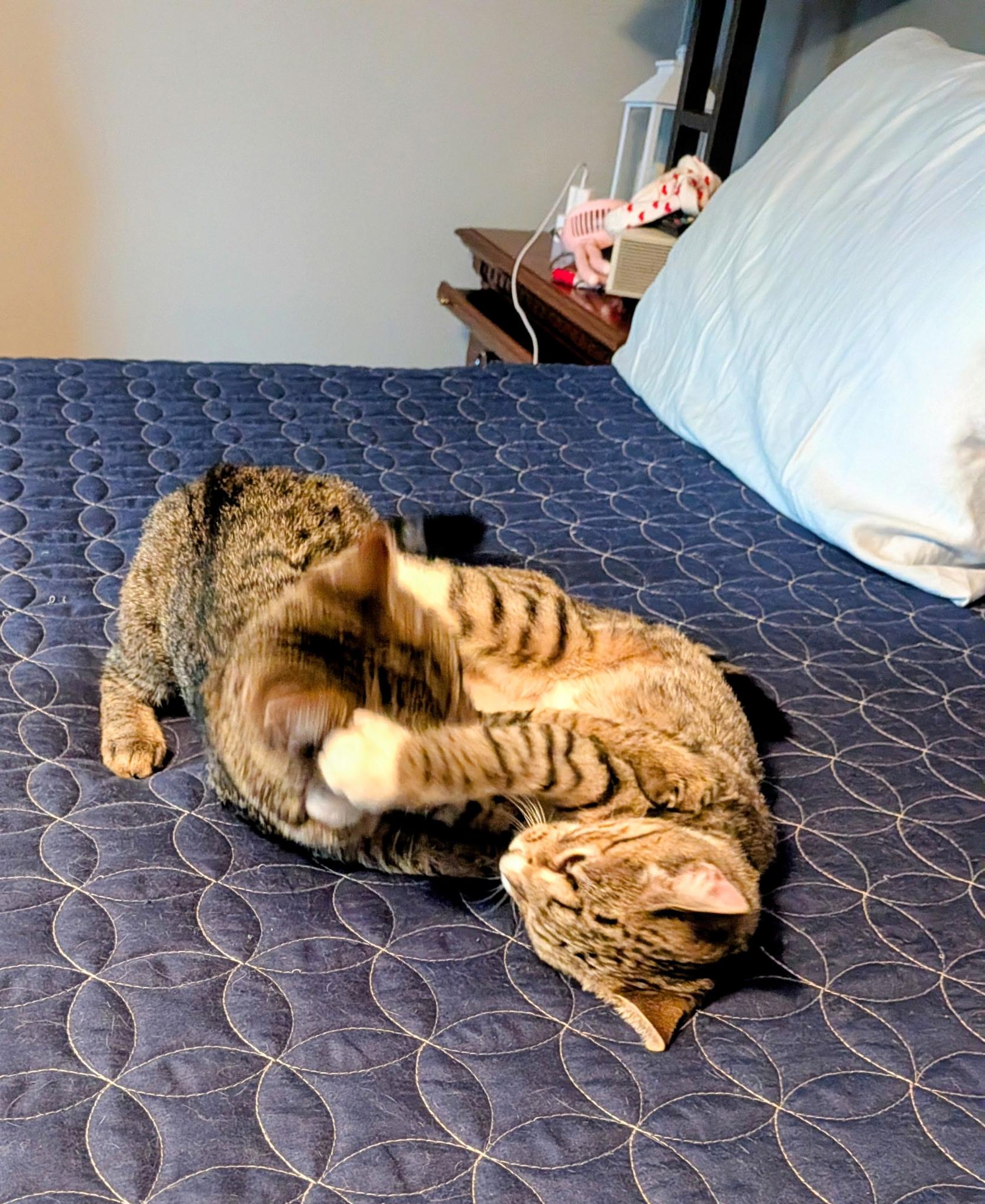 Enlarge Ivy & Poppy , an adoptable Domestic Short Hair in Acushnet, MA image 4/6