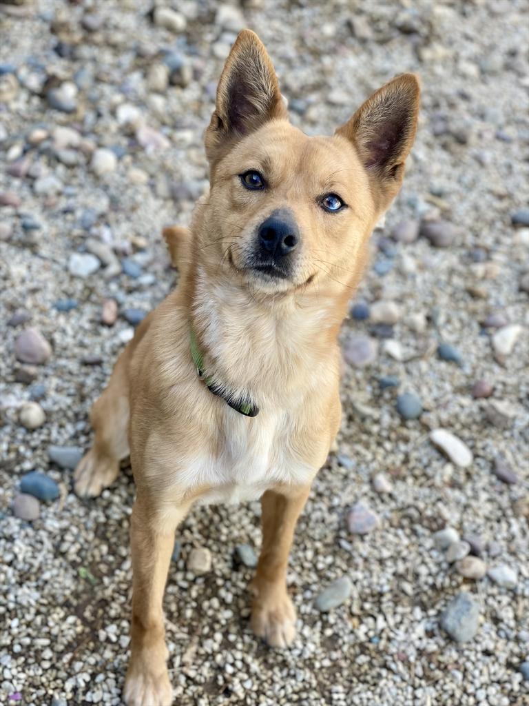 Enlarge TK, a Adoptable mixed breed in Decorah, IA image 1/1