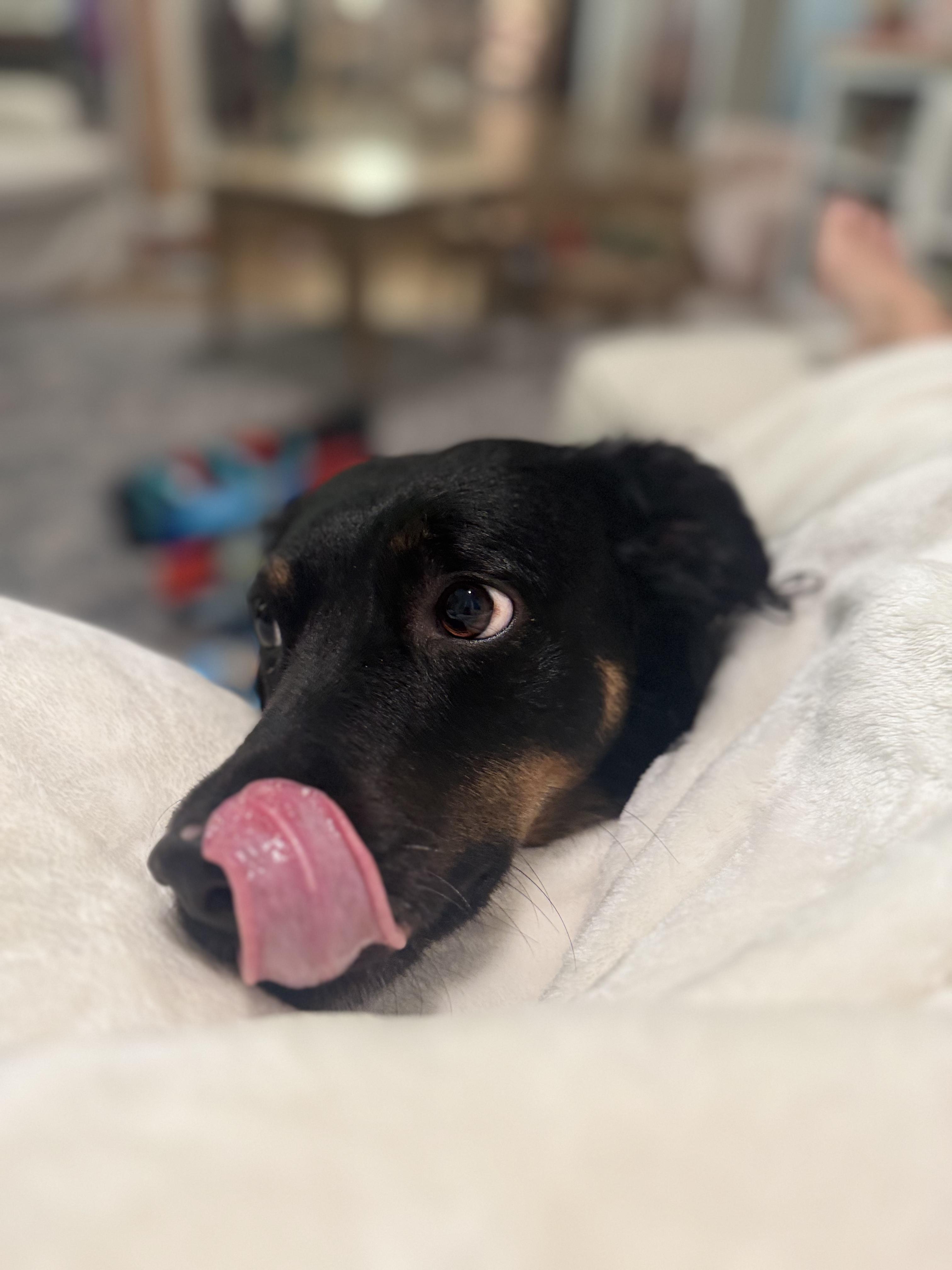 Lily ***Community Courtesy Post***, ADOPTABLE, Adult Female Australian Shepherd & American Staffordshire Terrier.