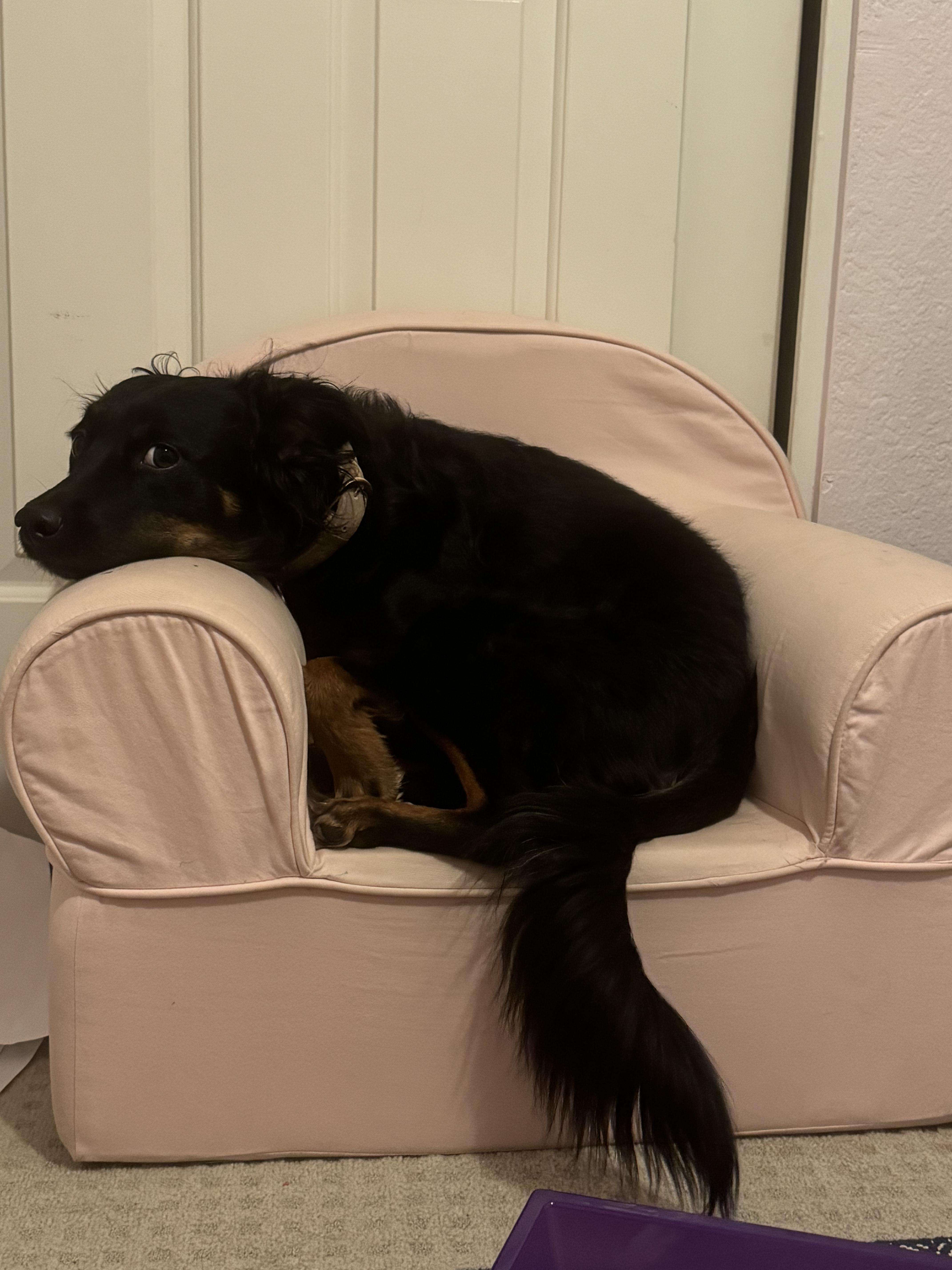 Lily ***Community Courtesy Post***, a ADOPTABLE mixed breed in Queen Creek, AZ image 3/4