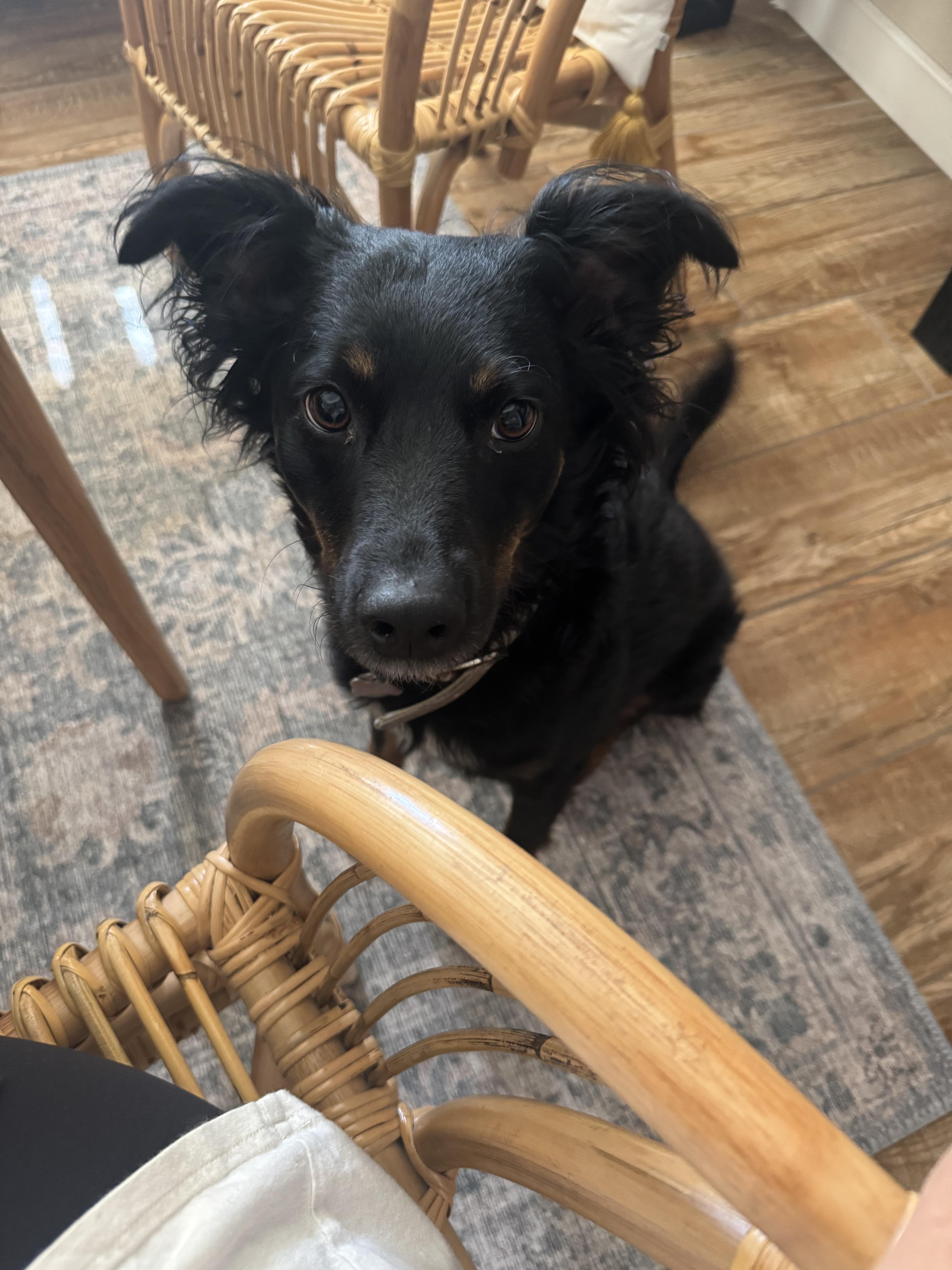 Lily ***Community Courtesy Post***, a ADOPTABLE mixed breed in Queen Creek, AZ image 2/4