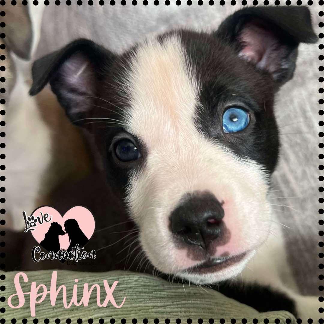 Sphinx photo 1