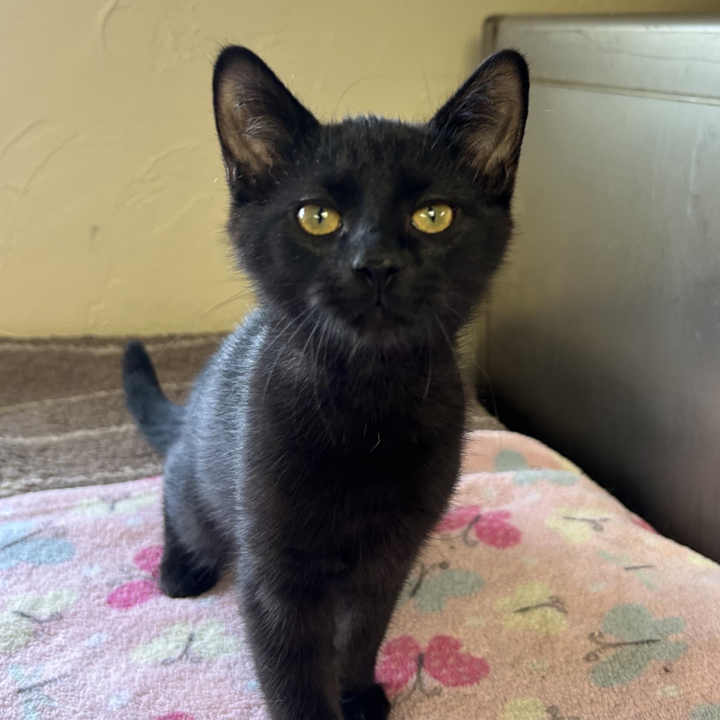 Enlarge Lizzy, an adopted Domestic Short Hair in Toledo, OH image 1/2