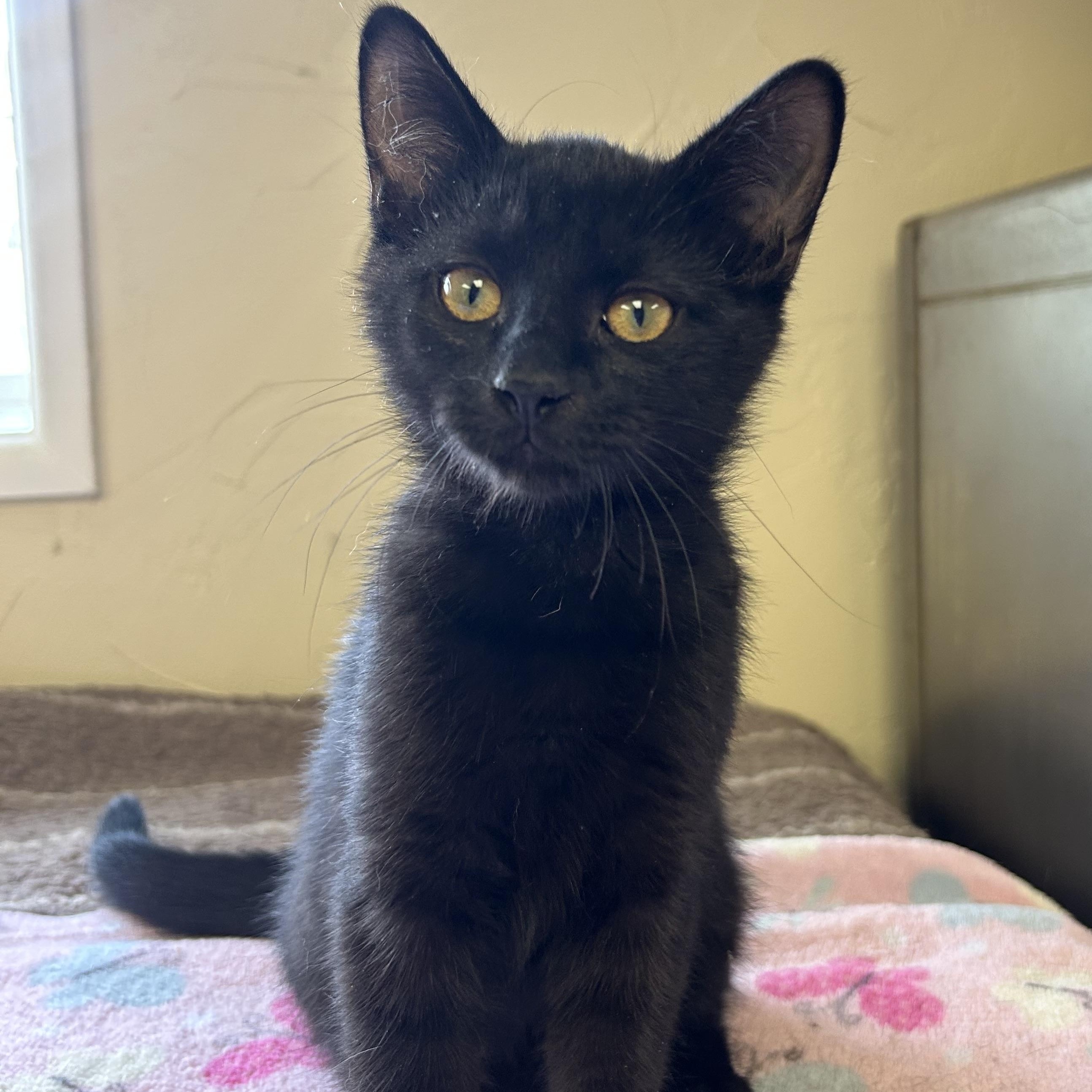 Enlarge Lizzy, an adopted Domestic Short Hair in Toledo, OH image 2/2