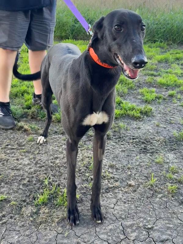 Archie, Adoptable, Adult Male Greyhound.