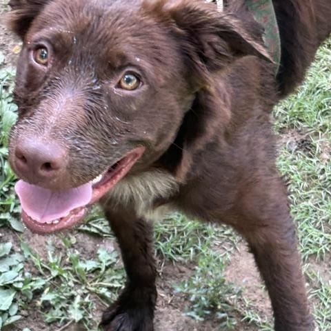 Gidget, a ADOPTABLE mixed breed in Tulsa, OK image 3/3