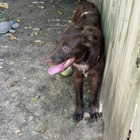 Gidget, a ADOPTABLE mixed breed in Tulsa, OK image 2/3