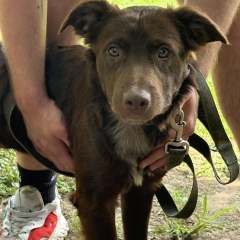 Gidget, ADOPTABLE, Puppy Female Labrador Retriever.