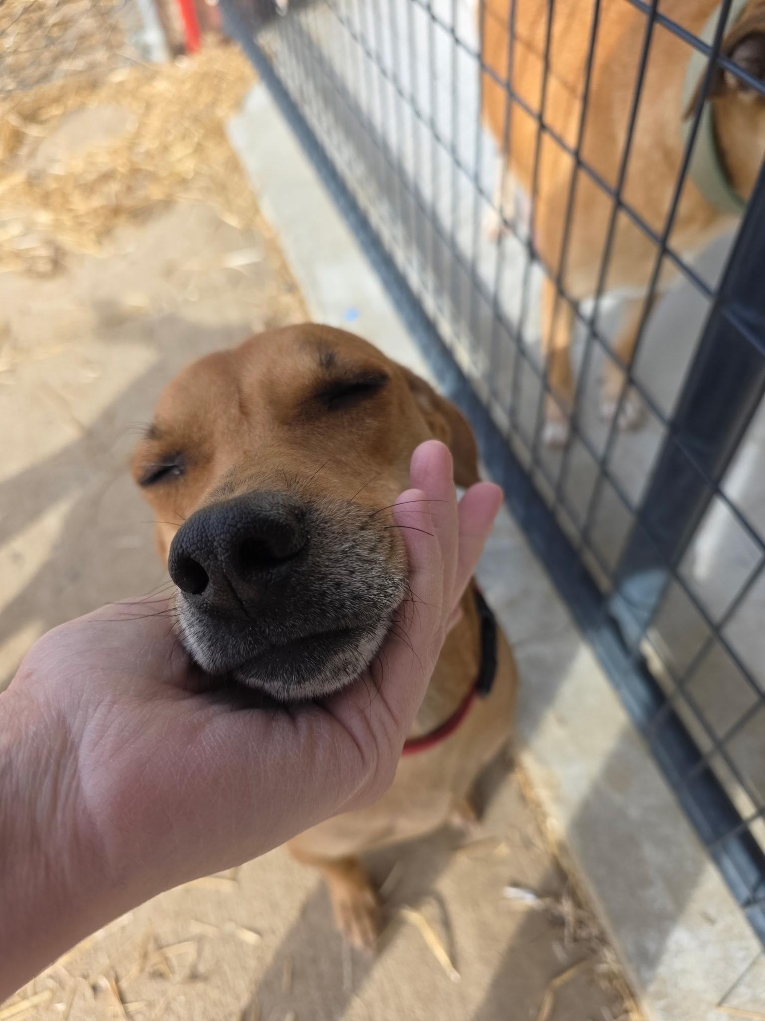 Biscuit , ADOPTABLE, Young Female Rhodesian Ridgeback.