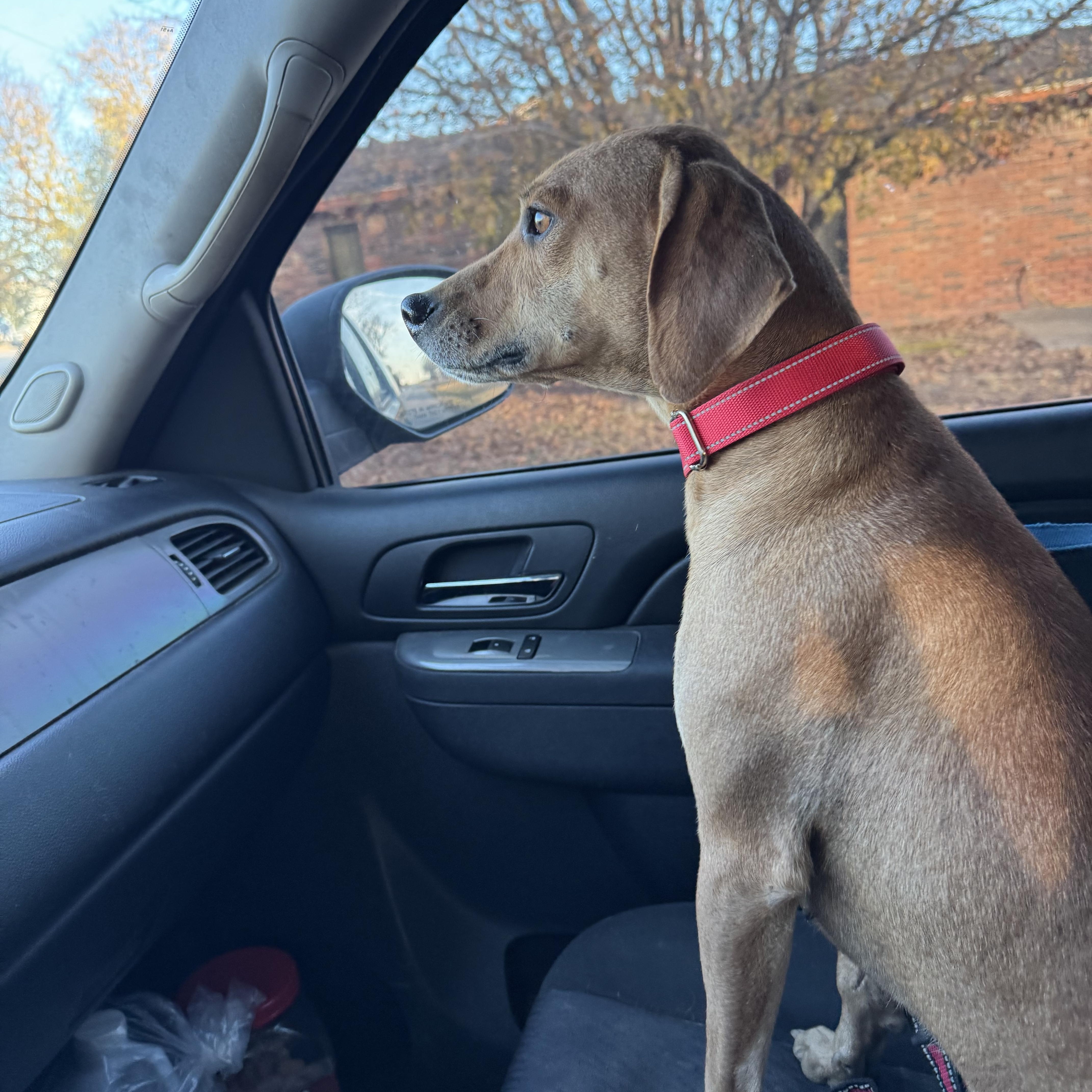 Enlarge Biscuit , a ADOPTABLE Rhodesian Ridgeback in Muldrow, OK image 2/4