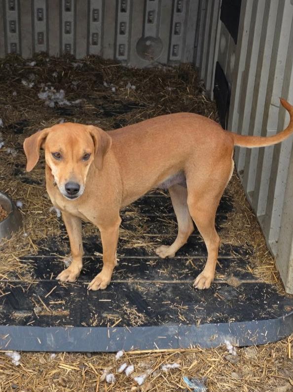 Enlarge Biscuit , a ADOPTABLE Rhodesian Ridgeback in Muldrow, OK image 4/4