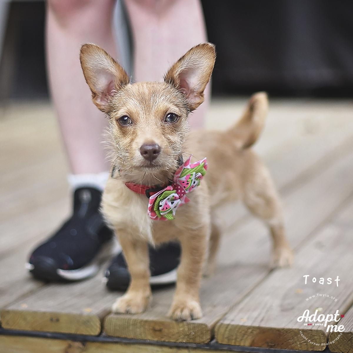 Enlarge Toast, a ADOPTABLE mixed breed in Kingwood, TX image 4/6